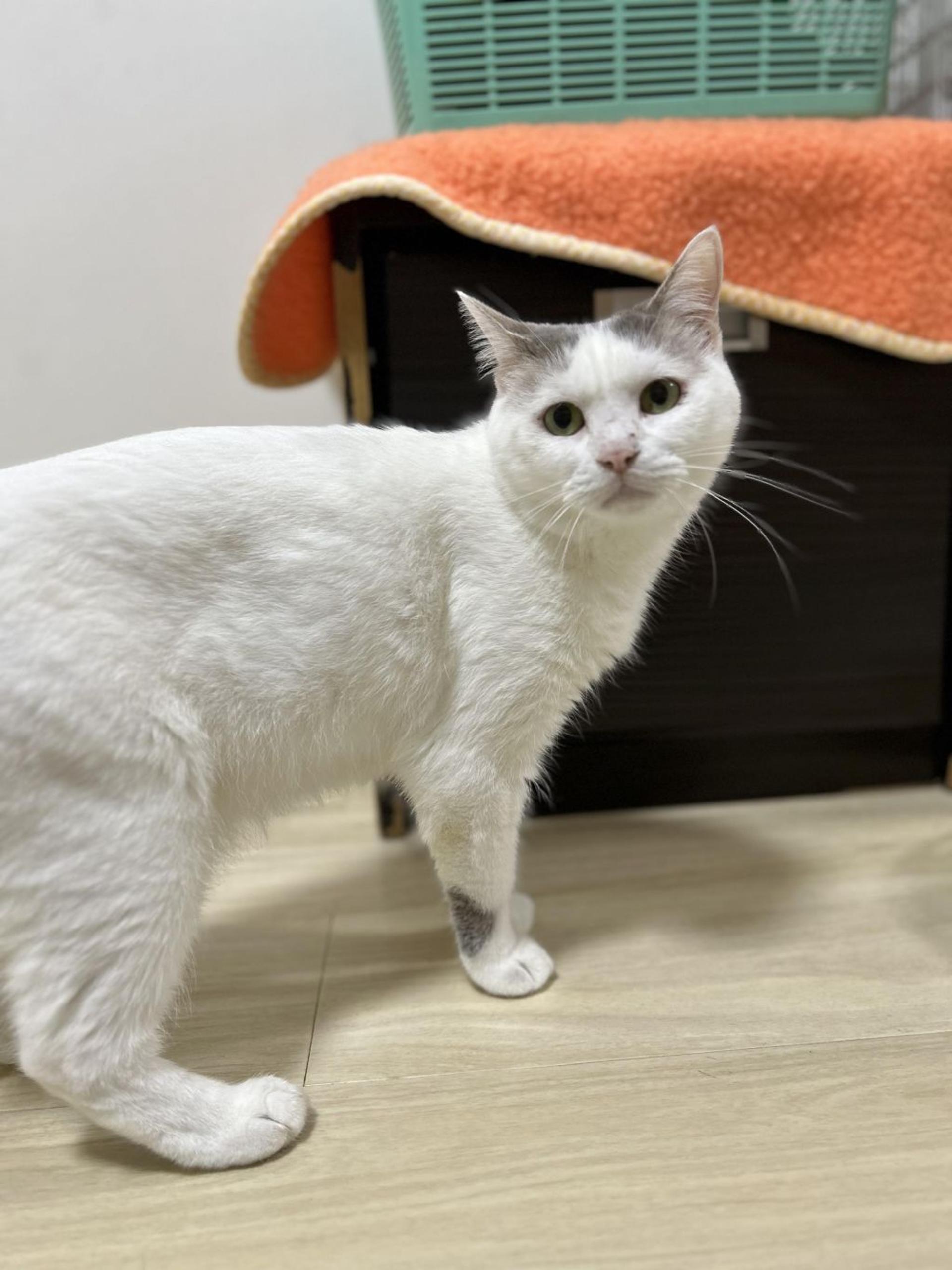 pet-image-7