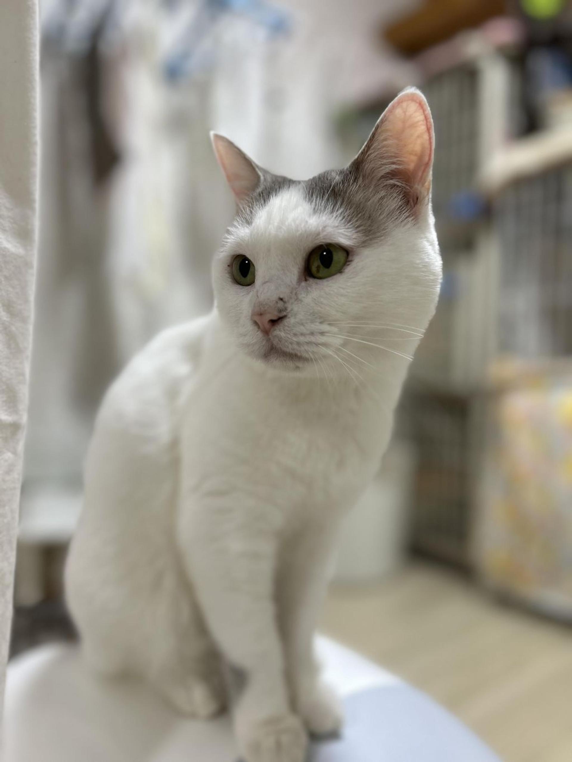pet-image-9