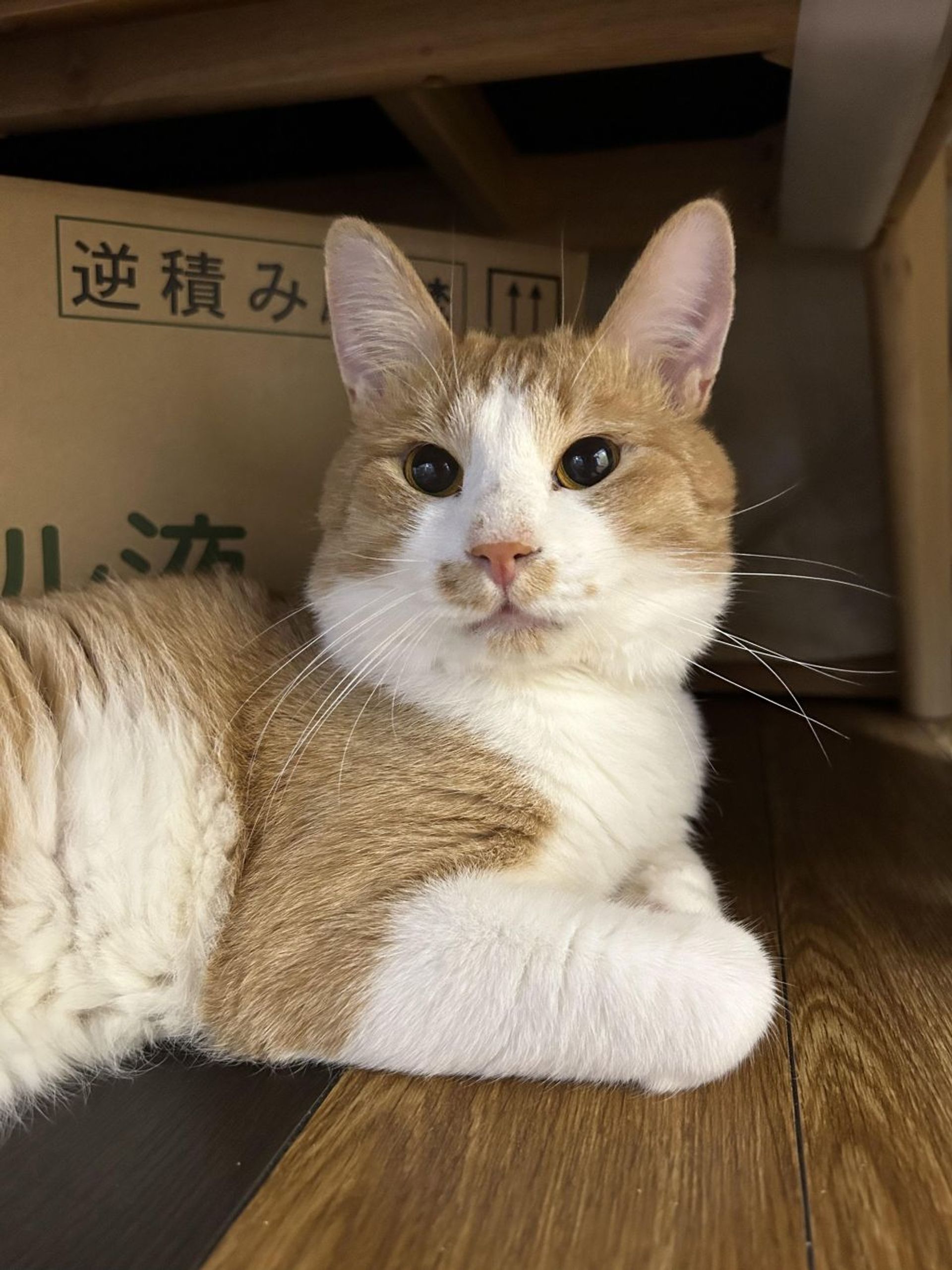 雑種（ミックス猫）・オスの里親募集の写真