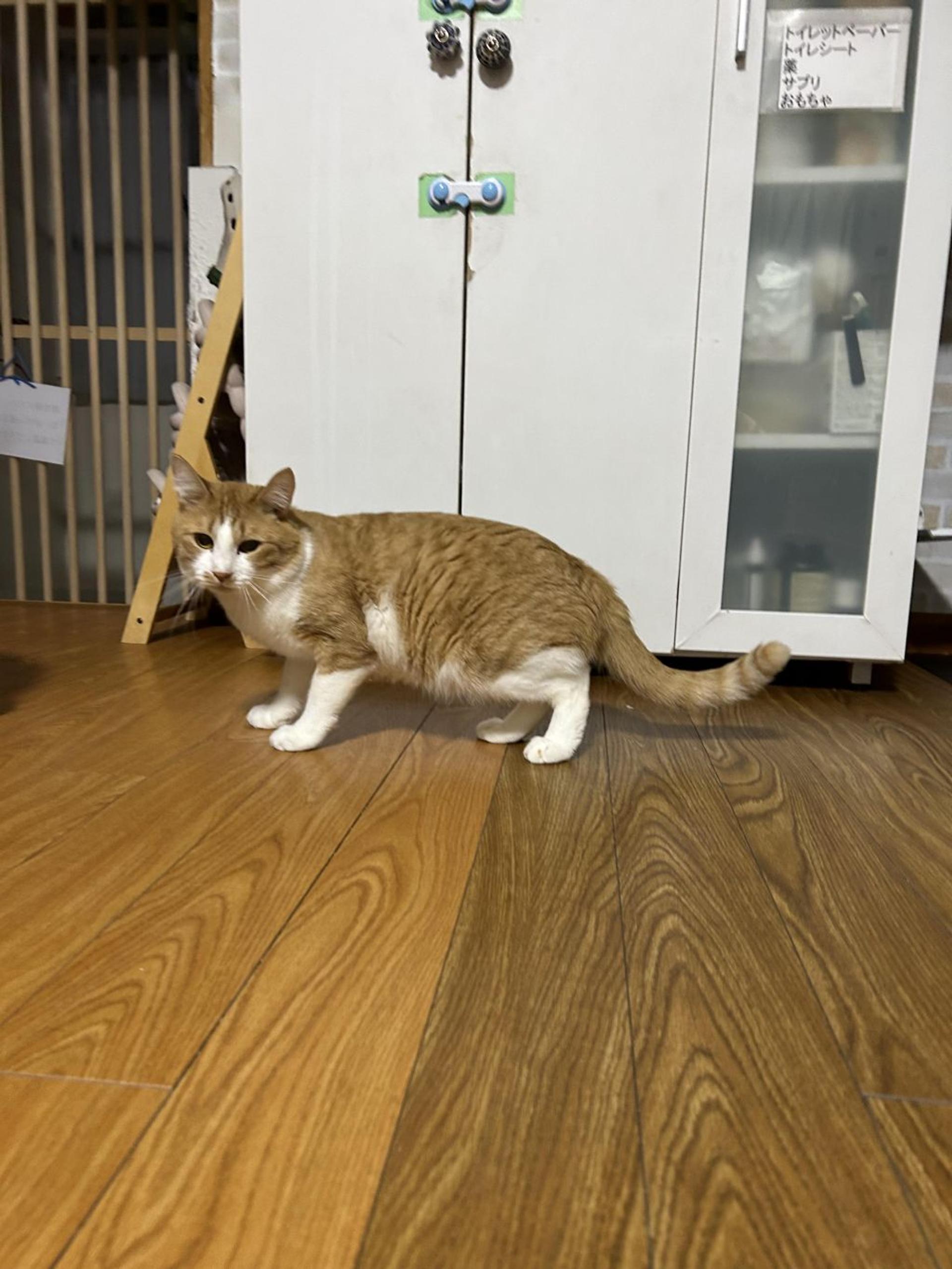 pet-image-4