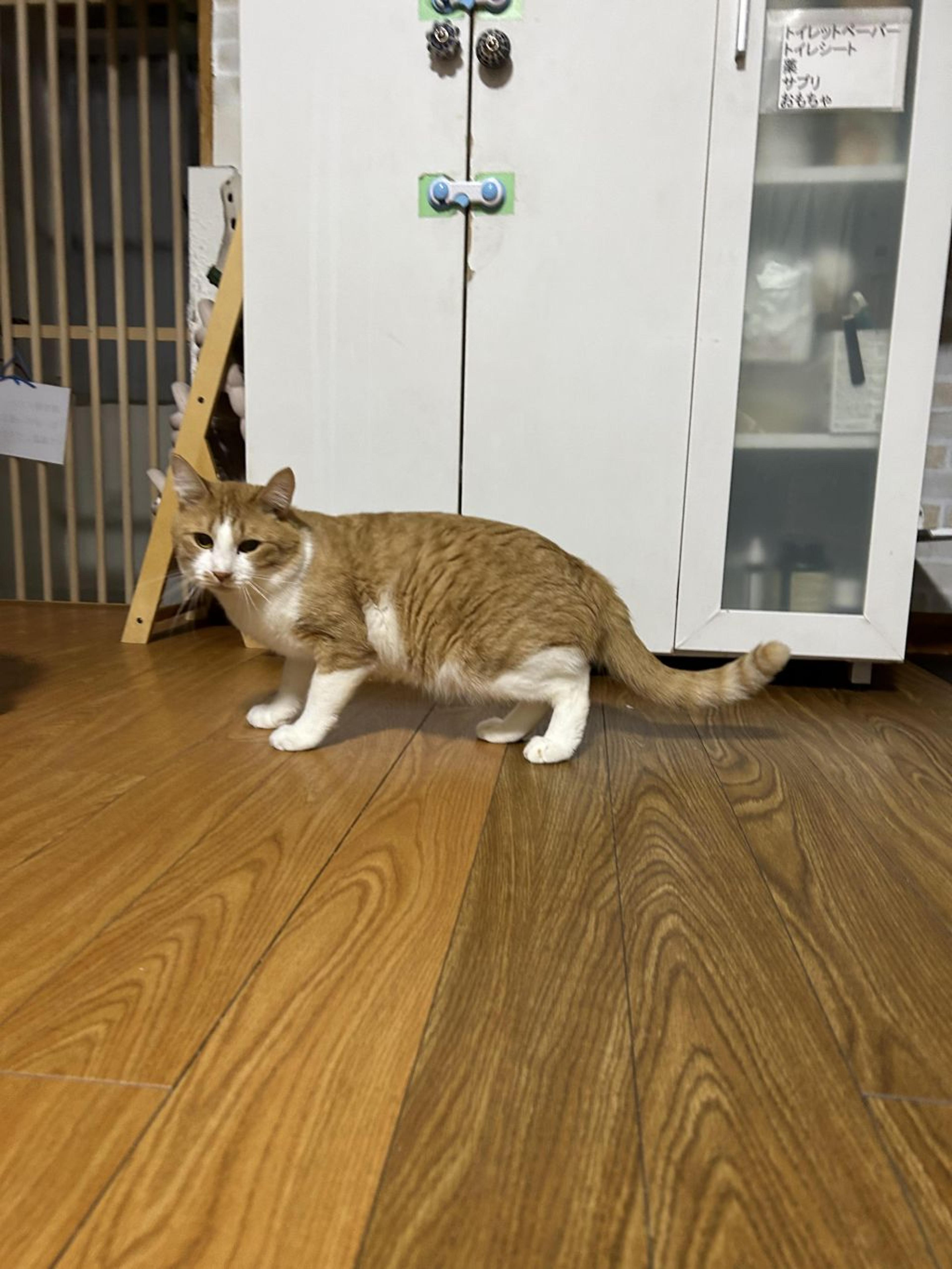 pet-image-4