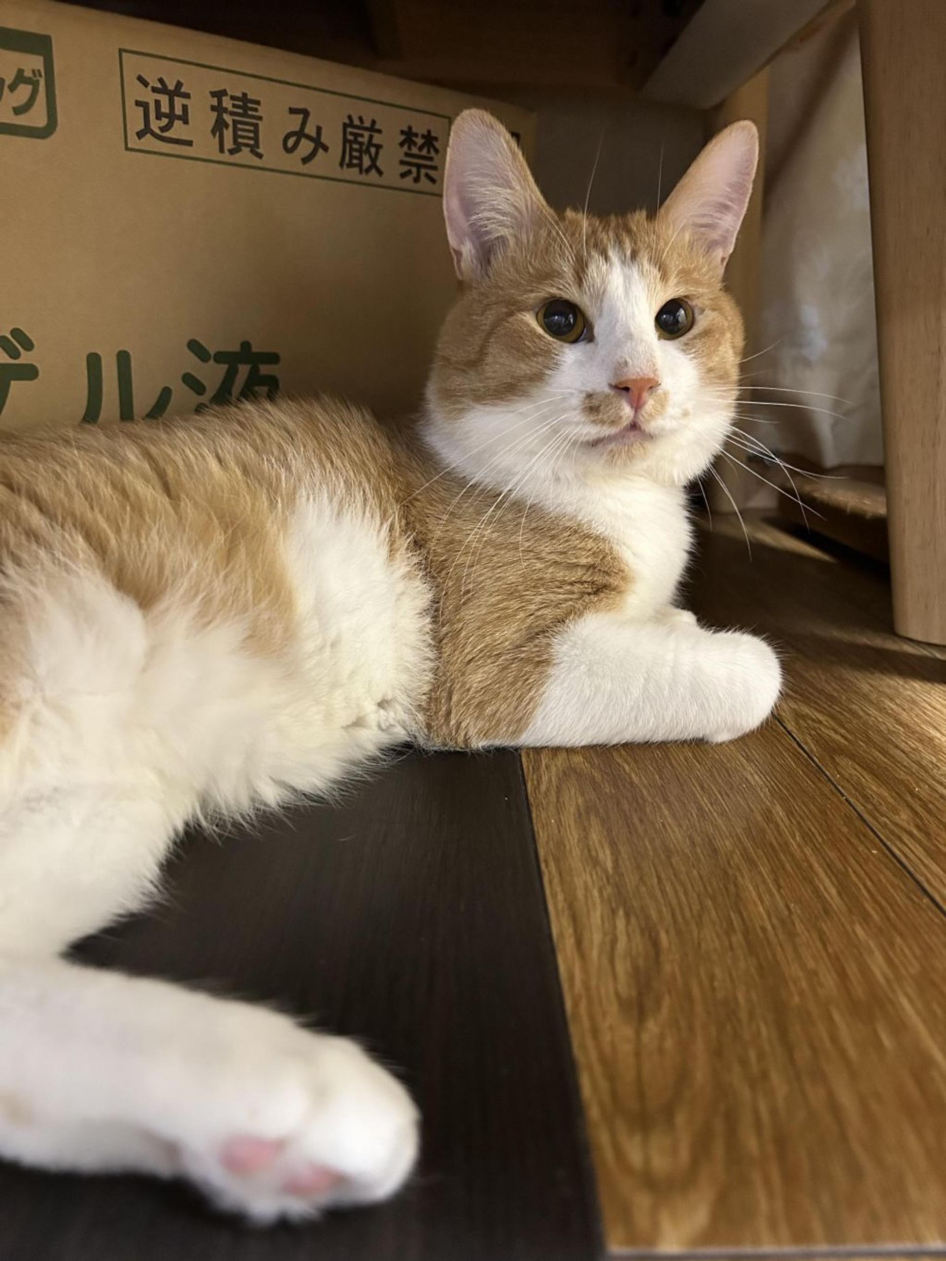 pet-image-7