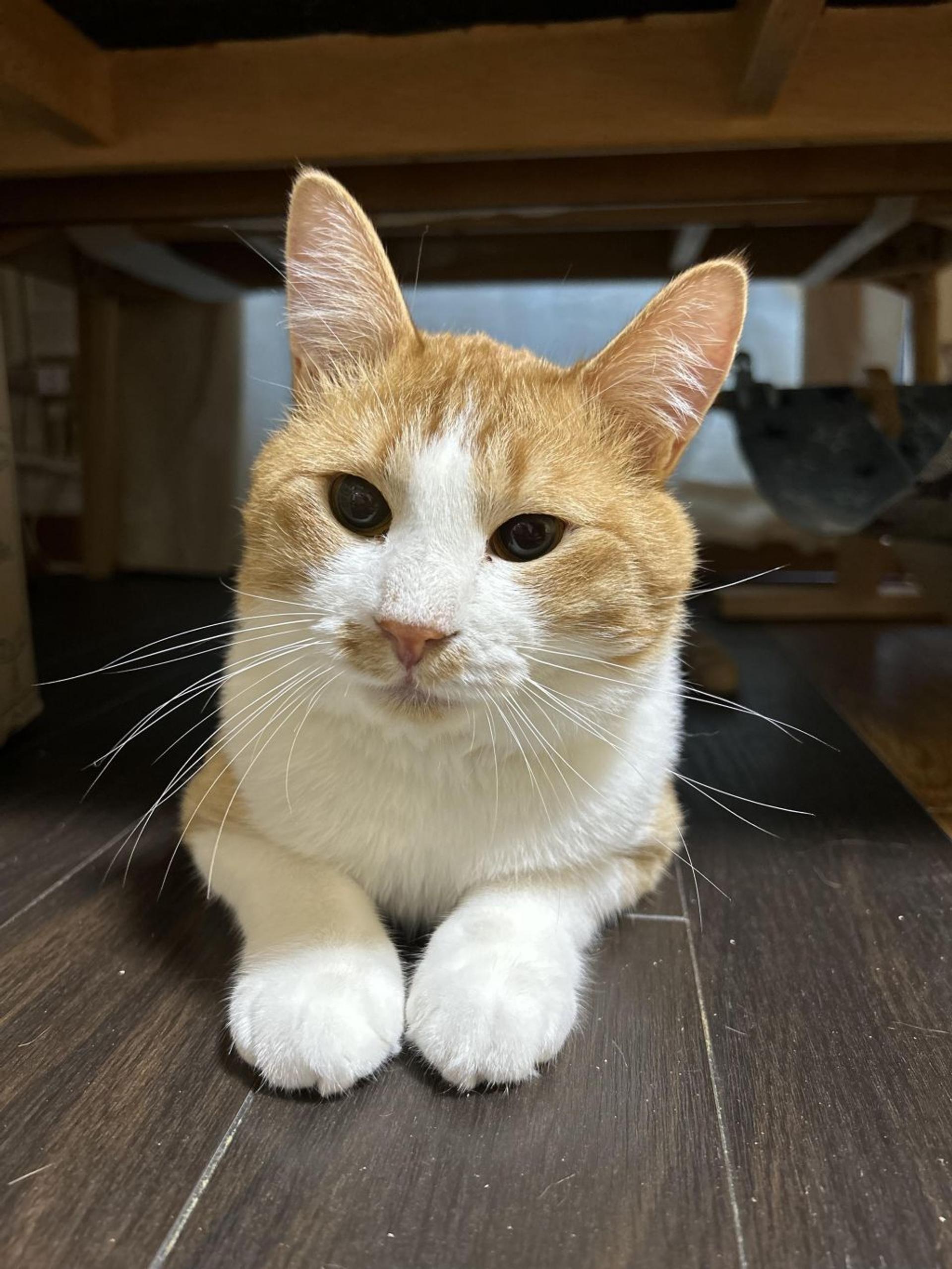 pet-image-8