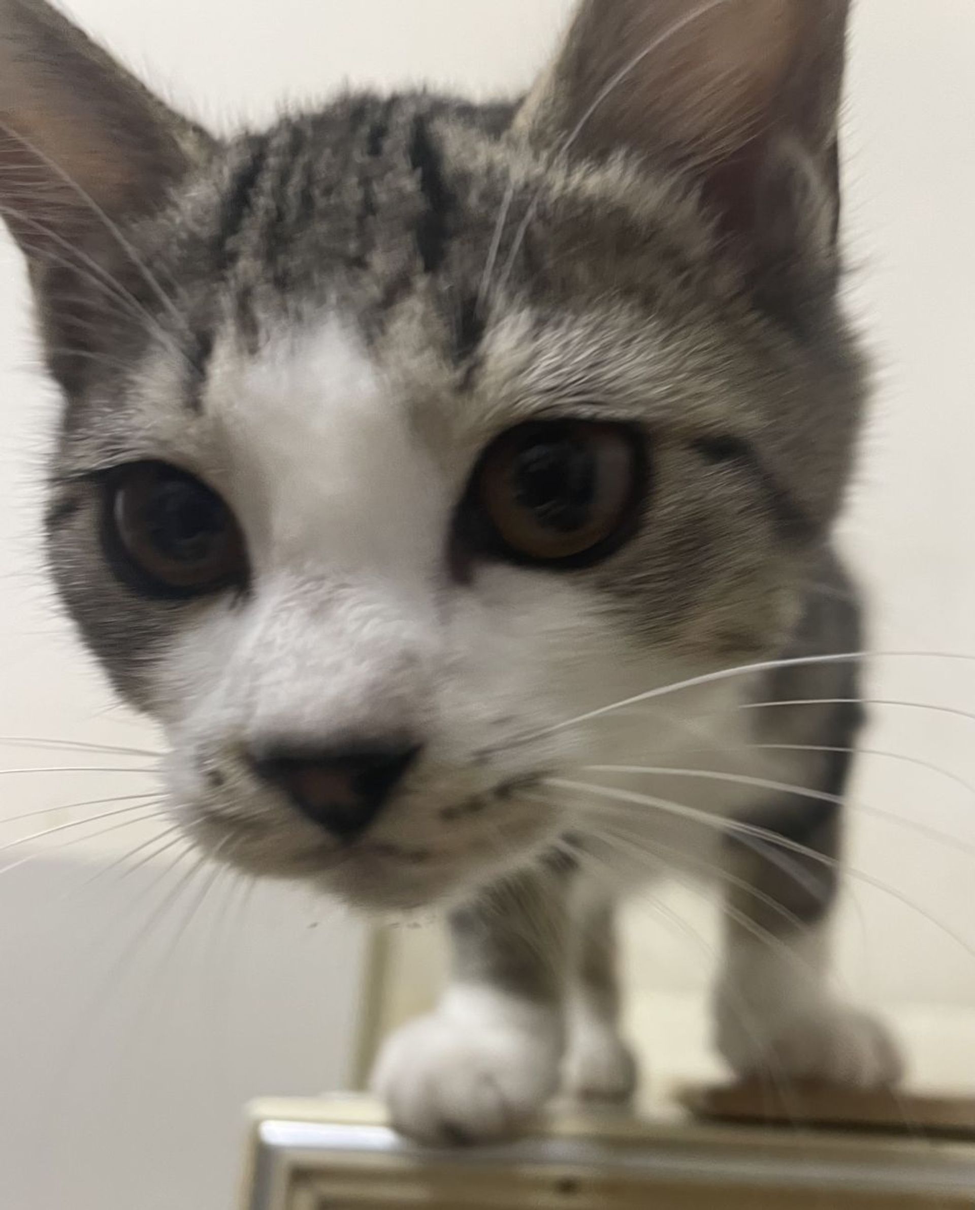 雑種（ミックス猫）・メスの里親募集の写真