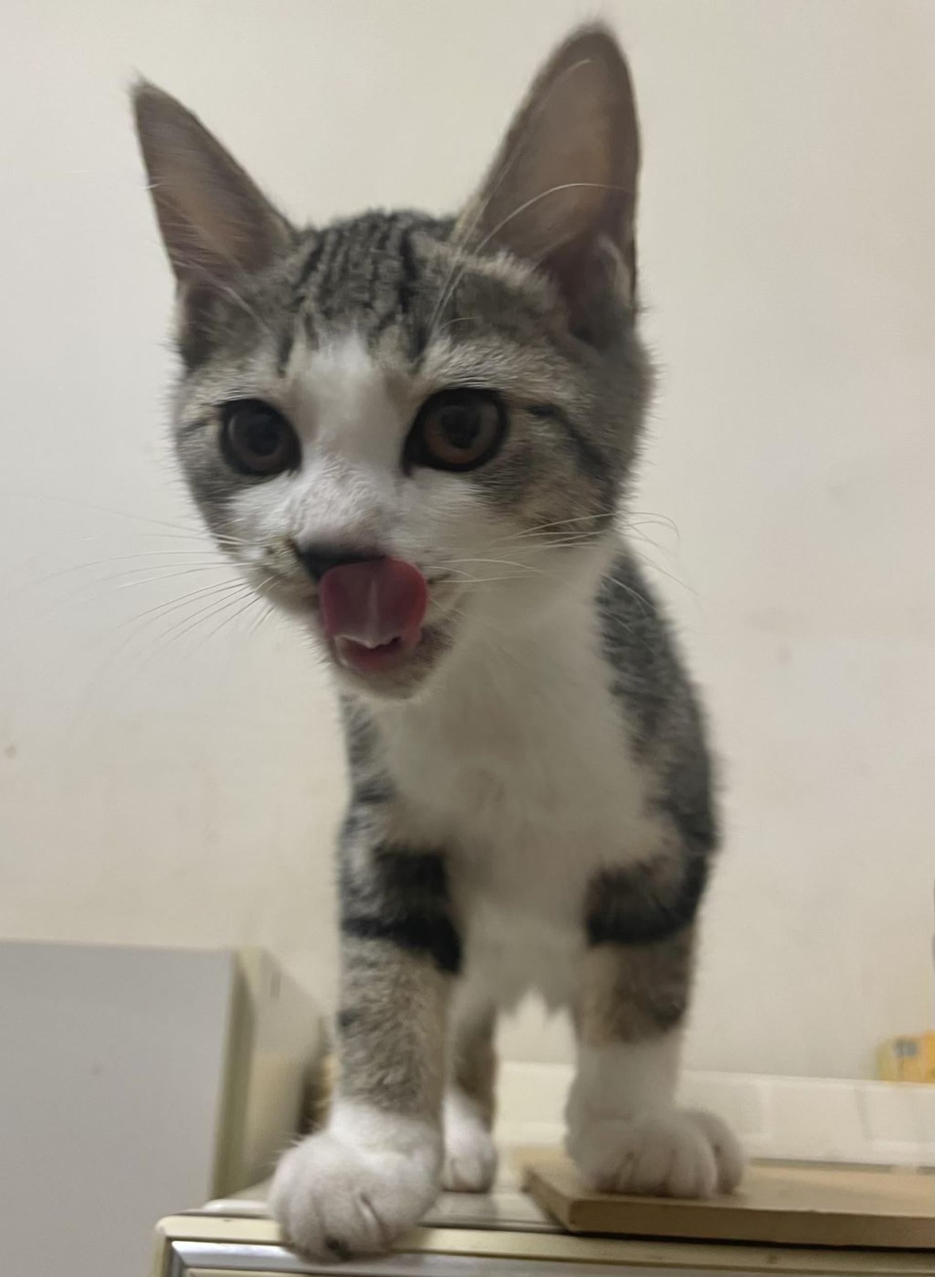 pet-image-4