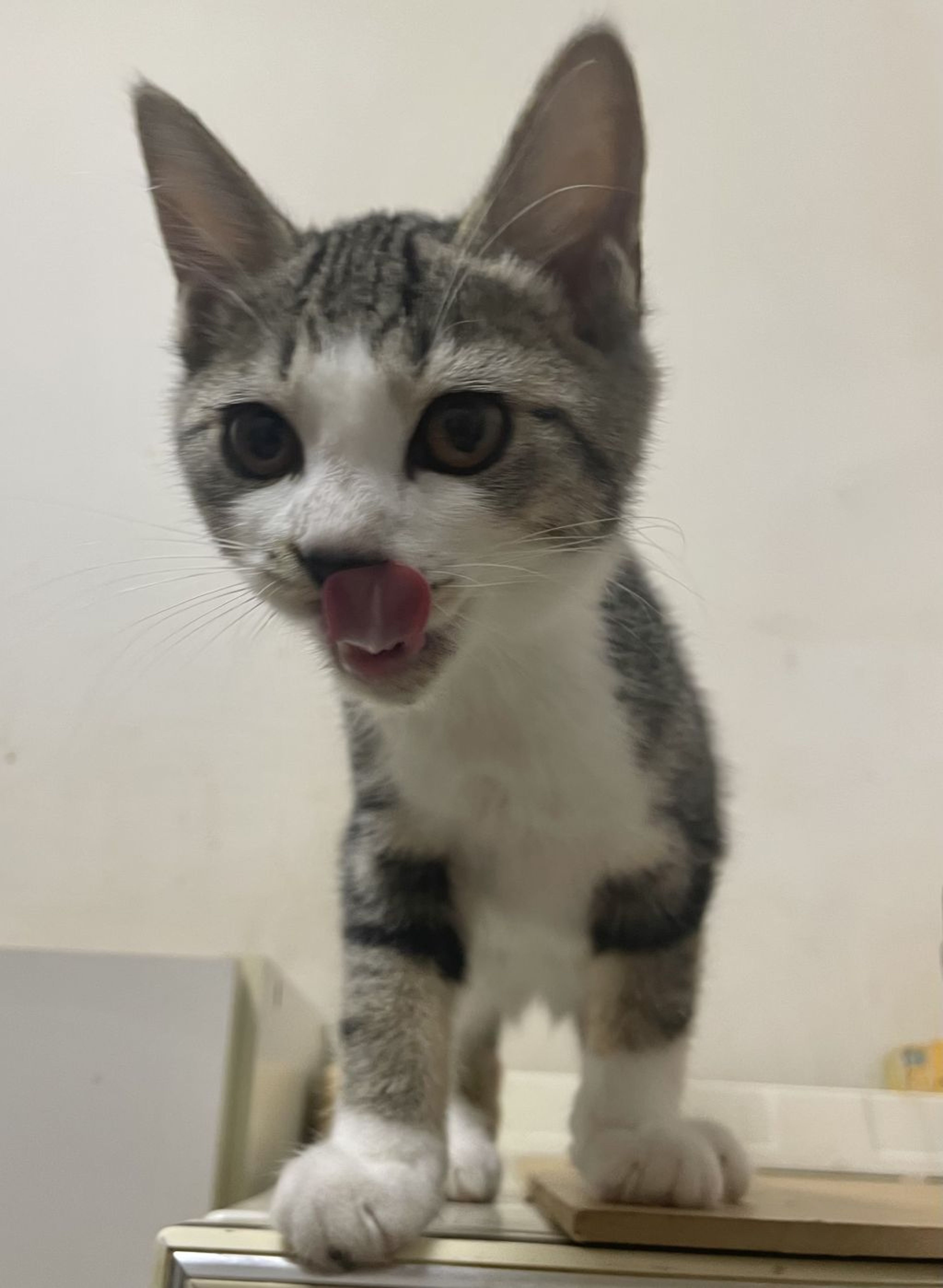 pet-image-4