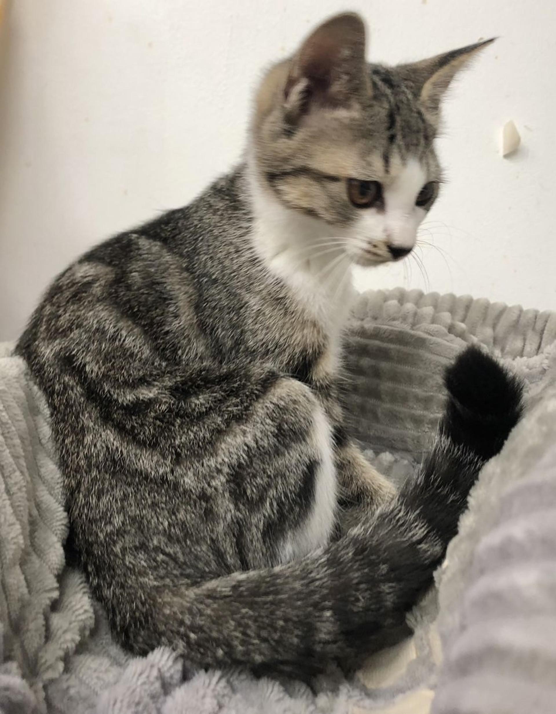 pet-image-9