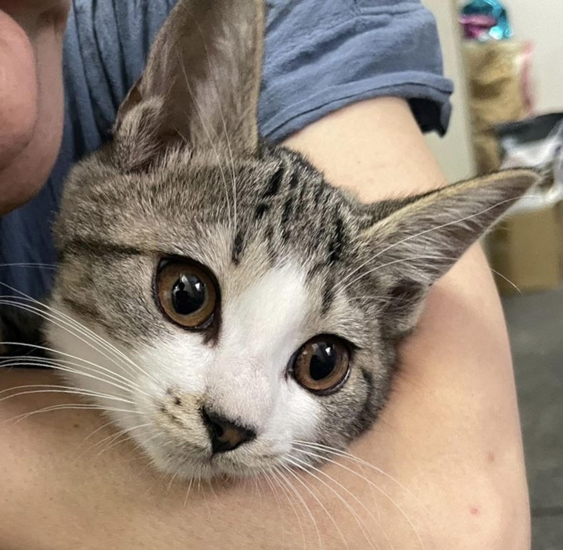 pet-image-2