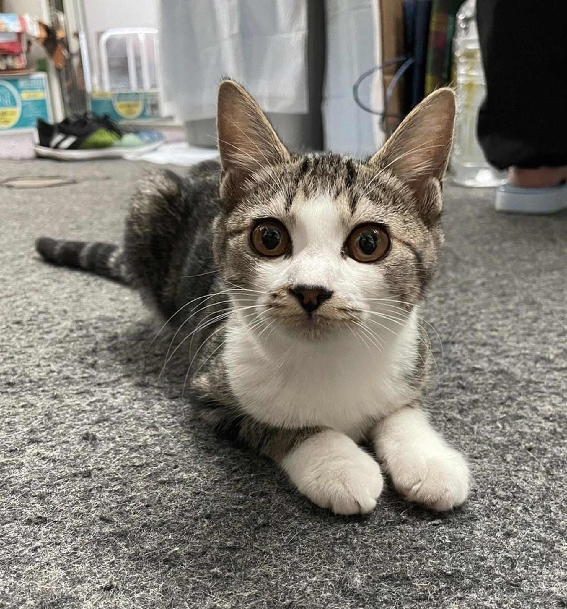 pet-image-3