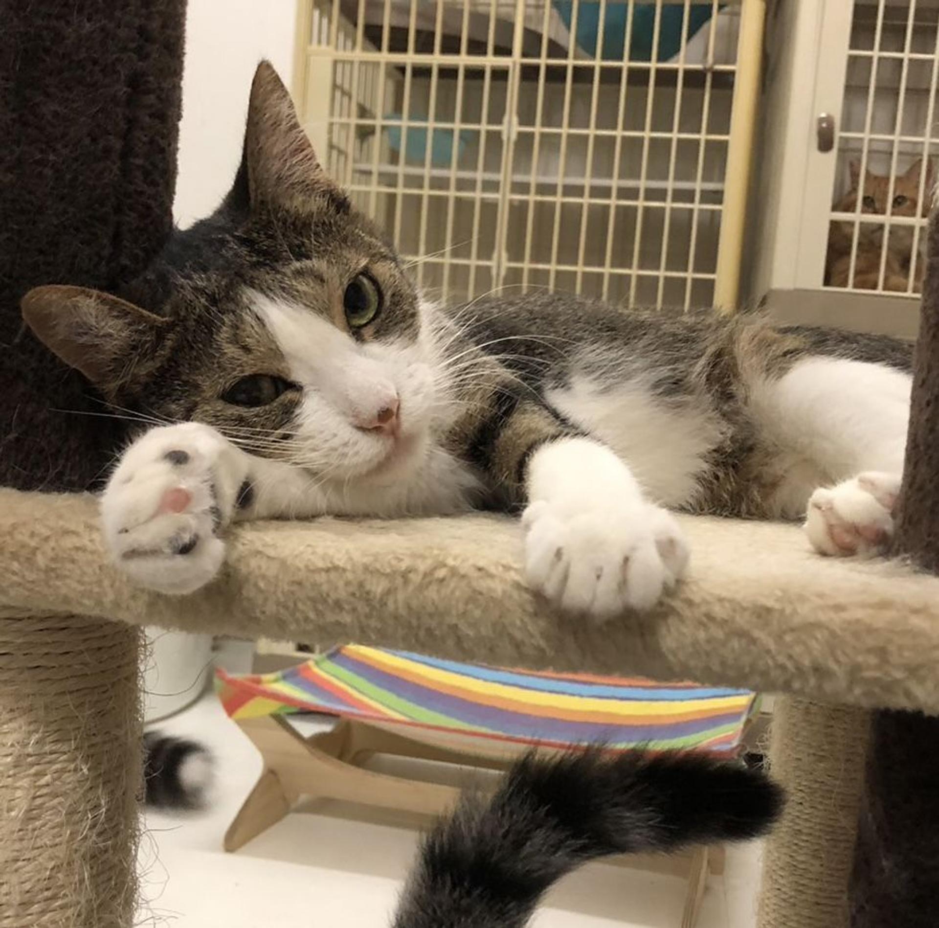 pet-image-9