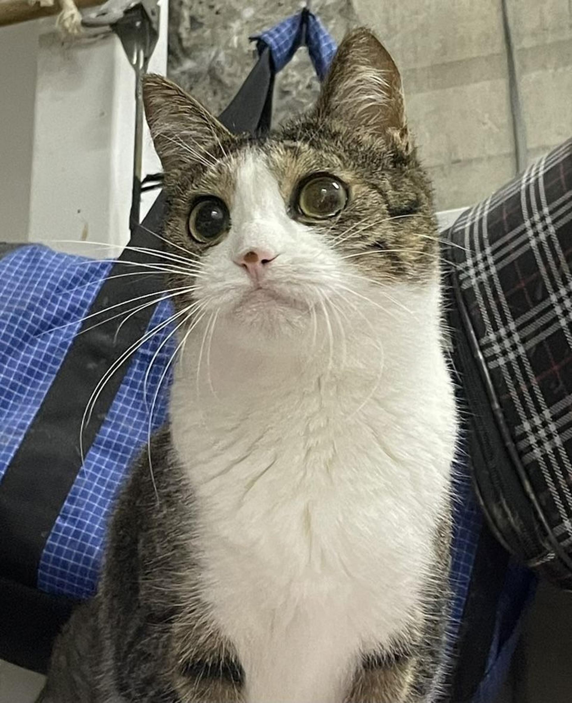 pet-image-7