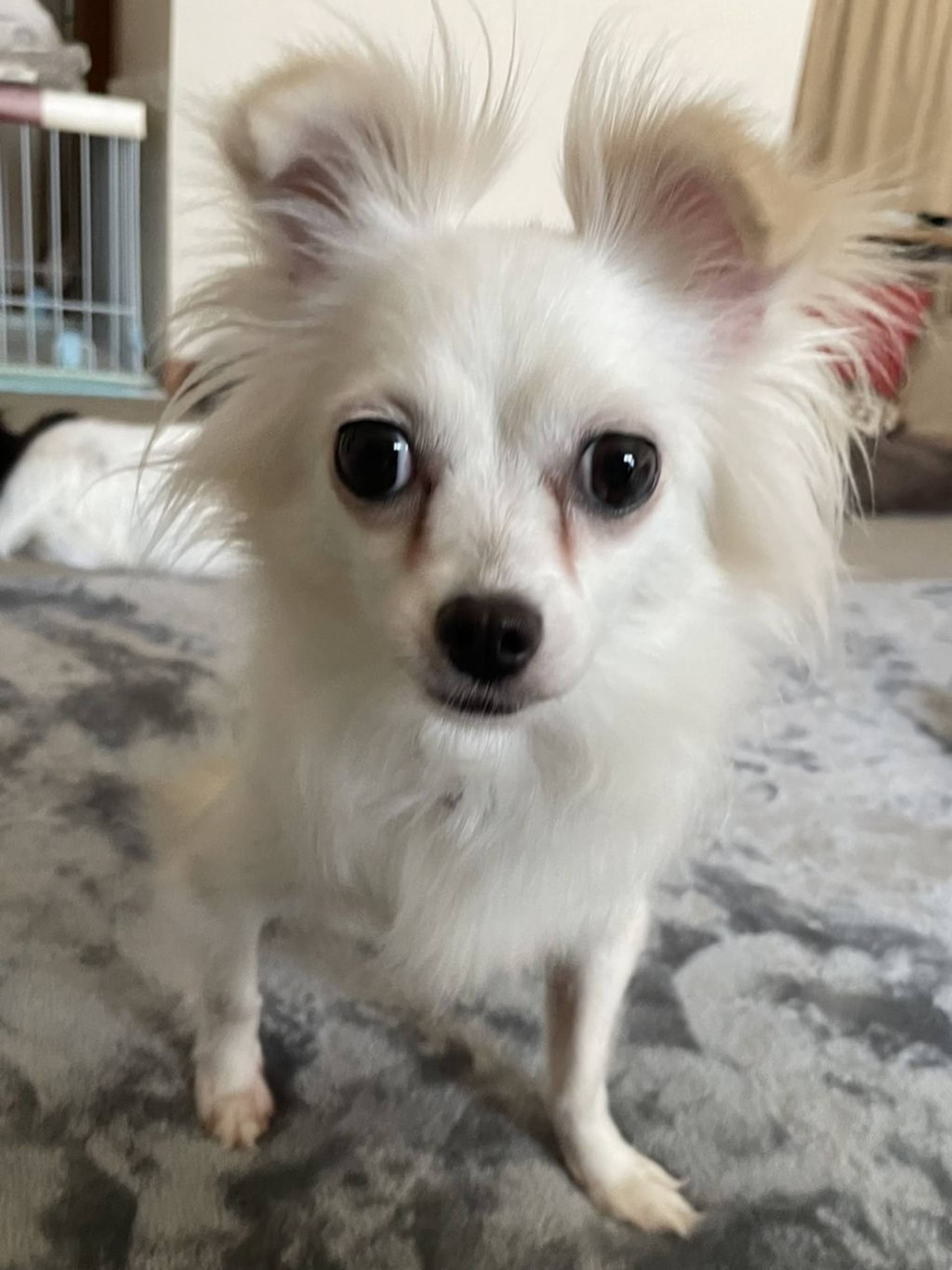 雑種（ミックス犬）・メスの里親募集の写真