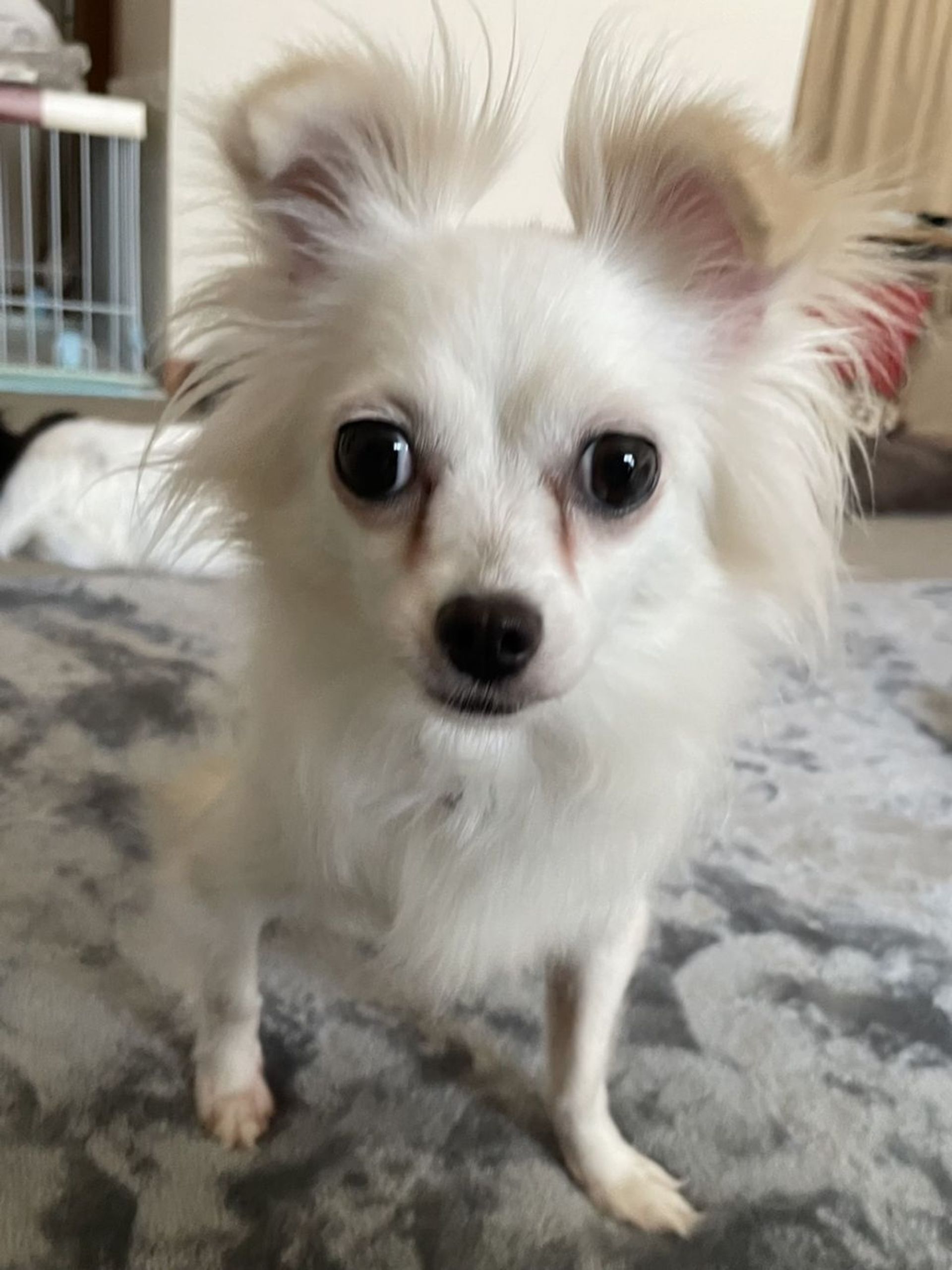 雑種（ミックス犬）・メスの里親募集の写真