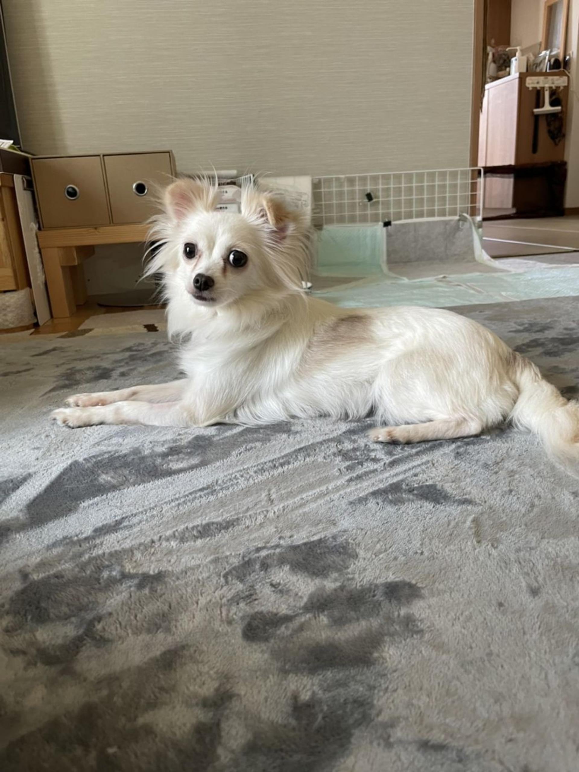 pet-image-3
