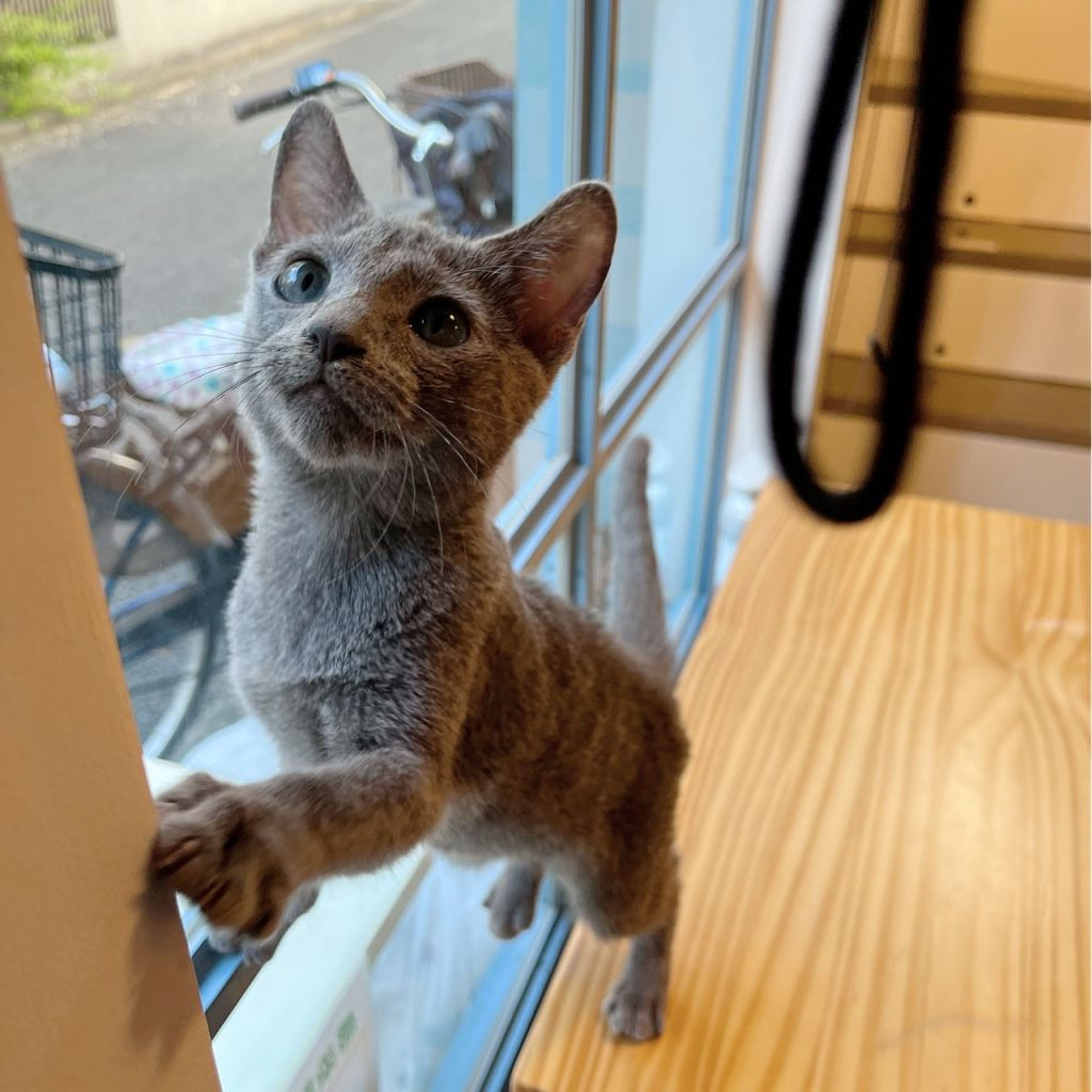 pet-image-2