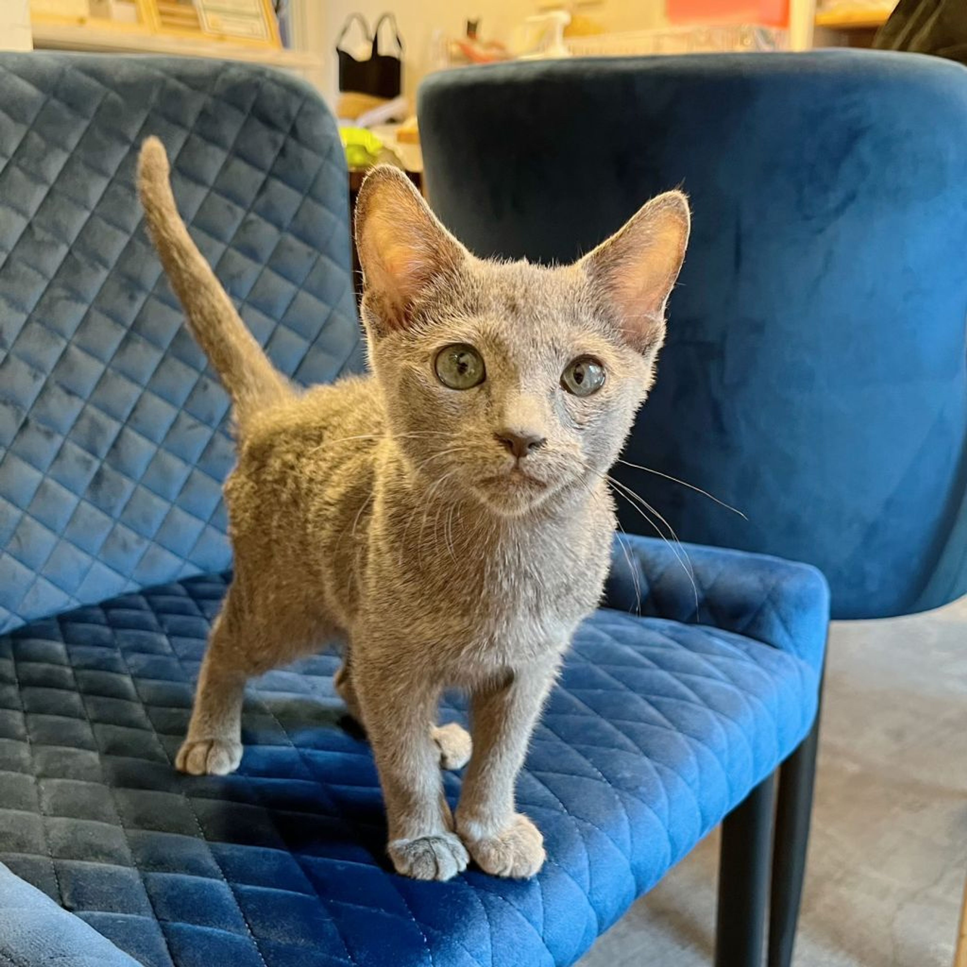 pet-image-3