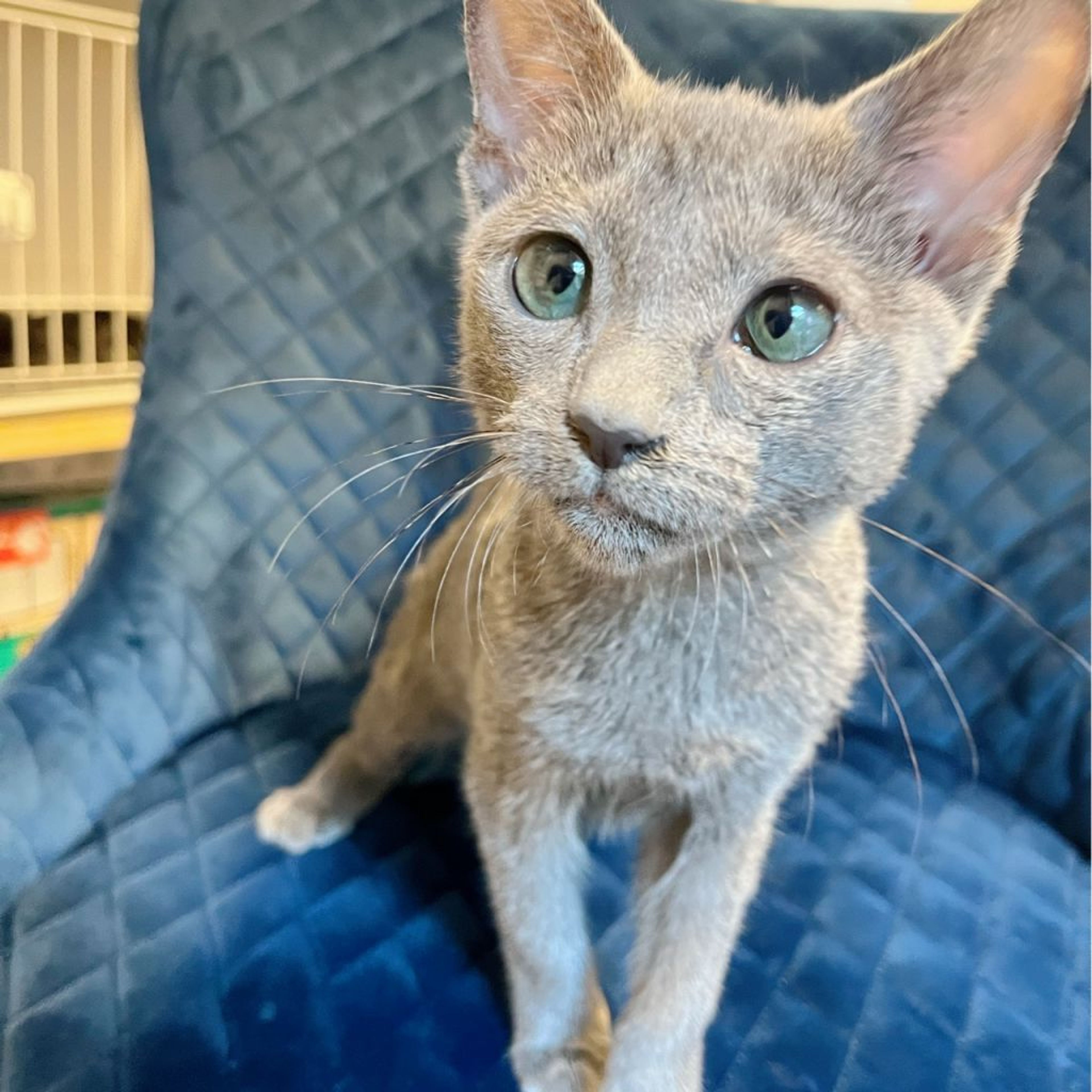 pet-image-5