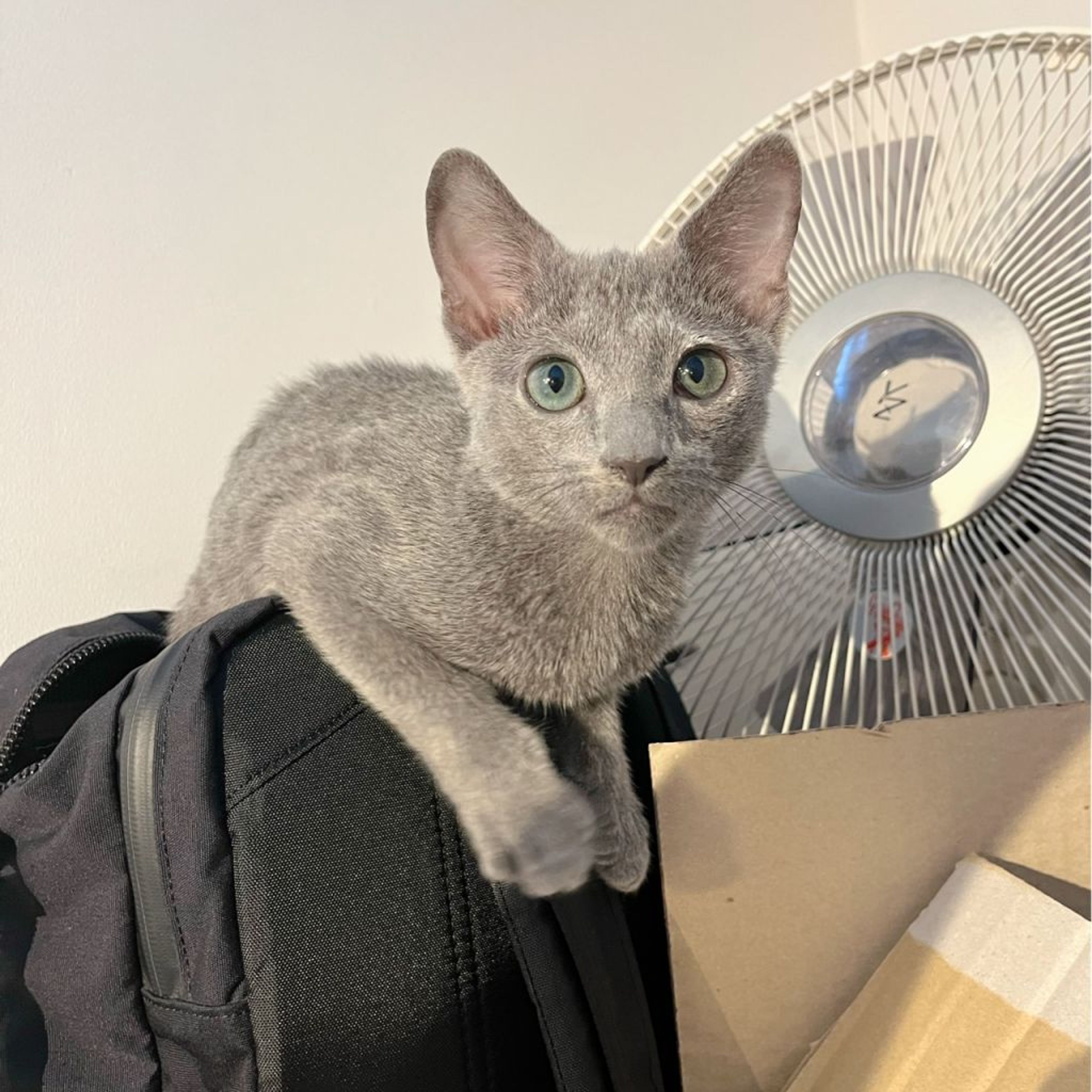 pet-image-6
