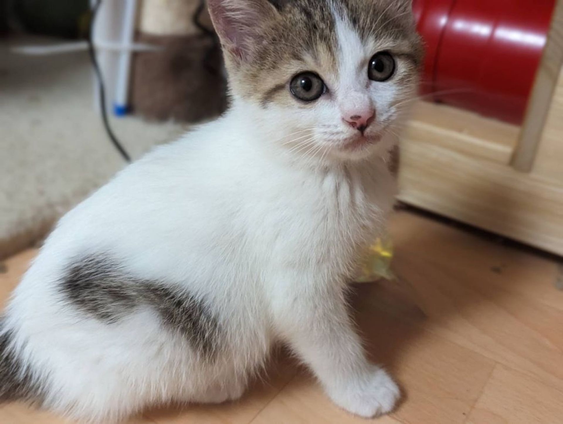 雑種（ミックス猫）・メスの里親募集の写真