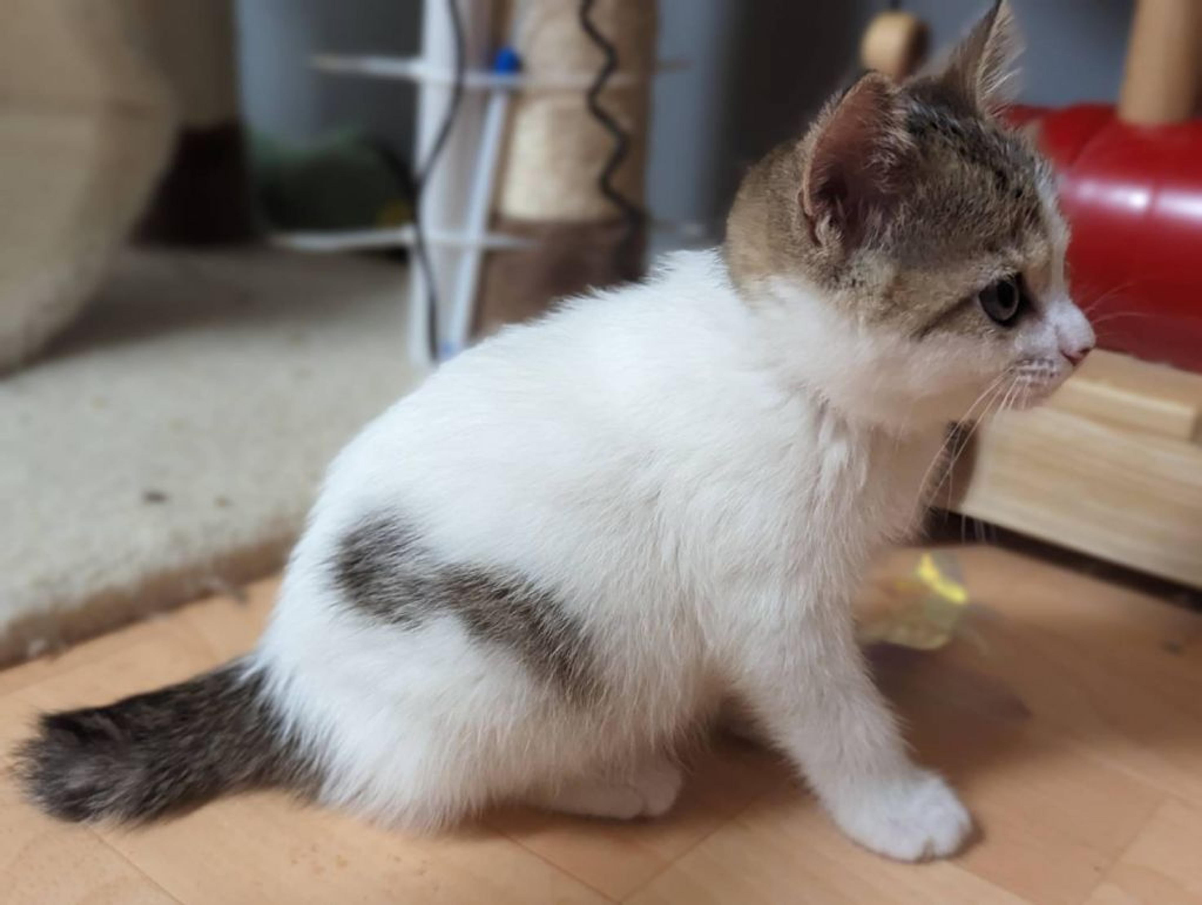 pet-image-3