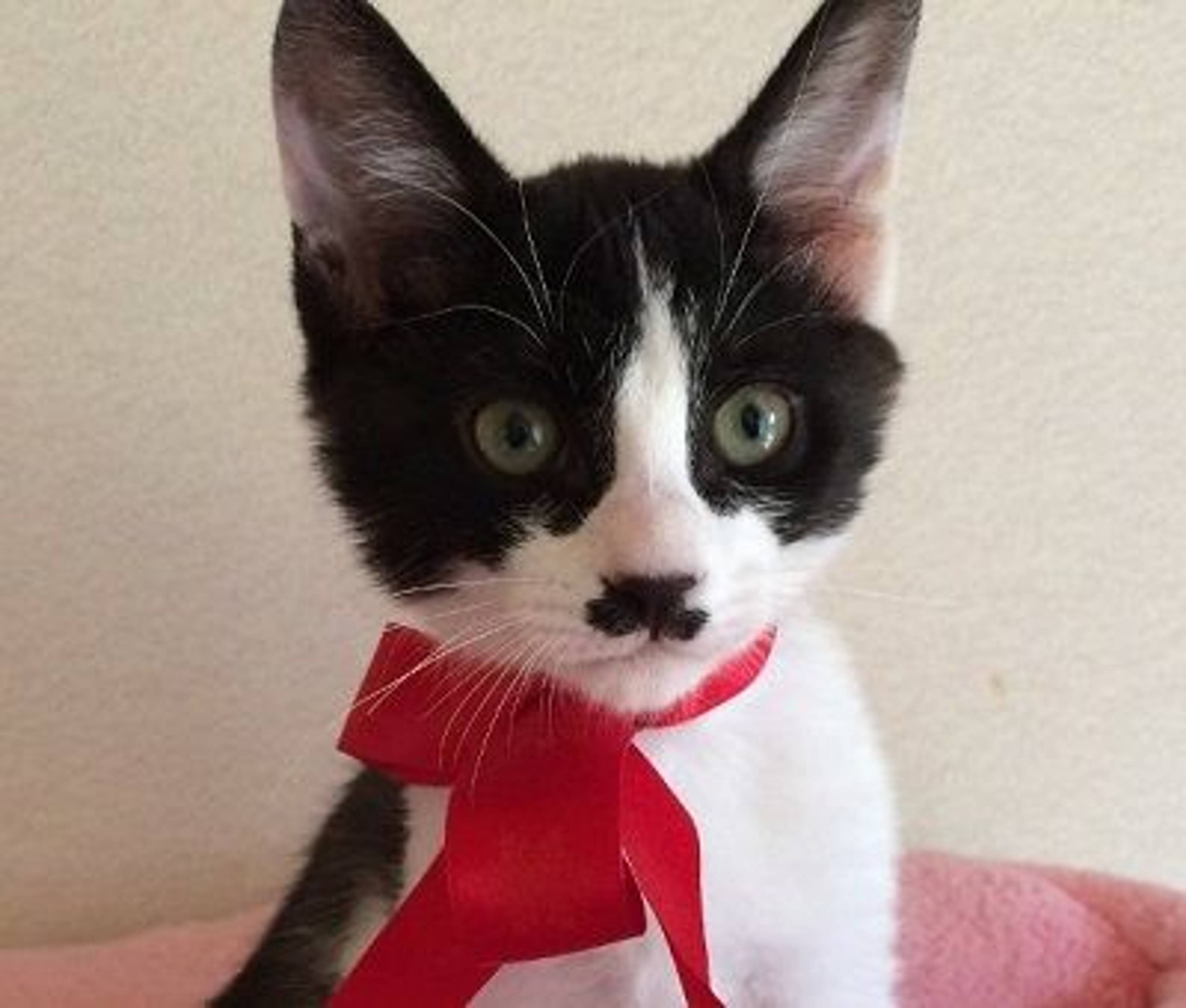 雑種（ミックス猫）・オスの里親募集の写真