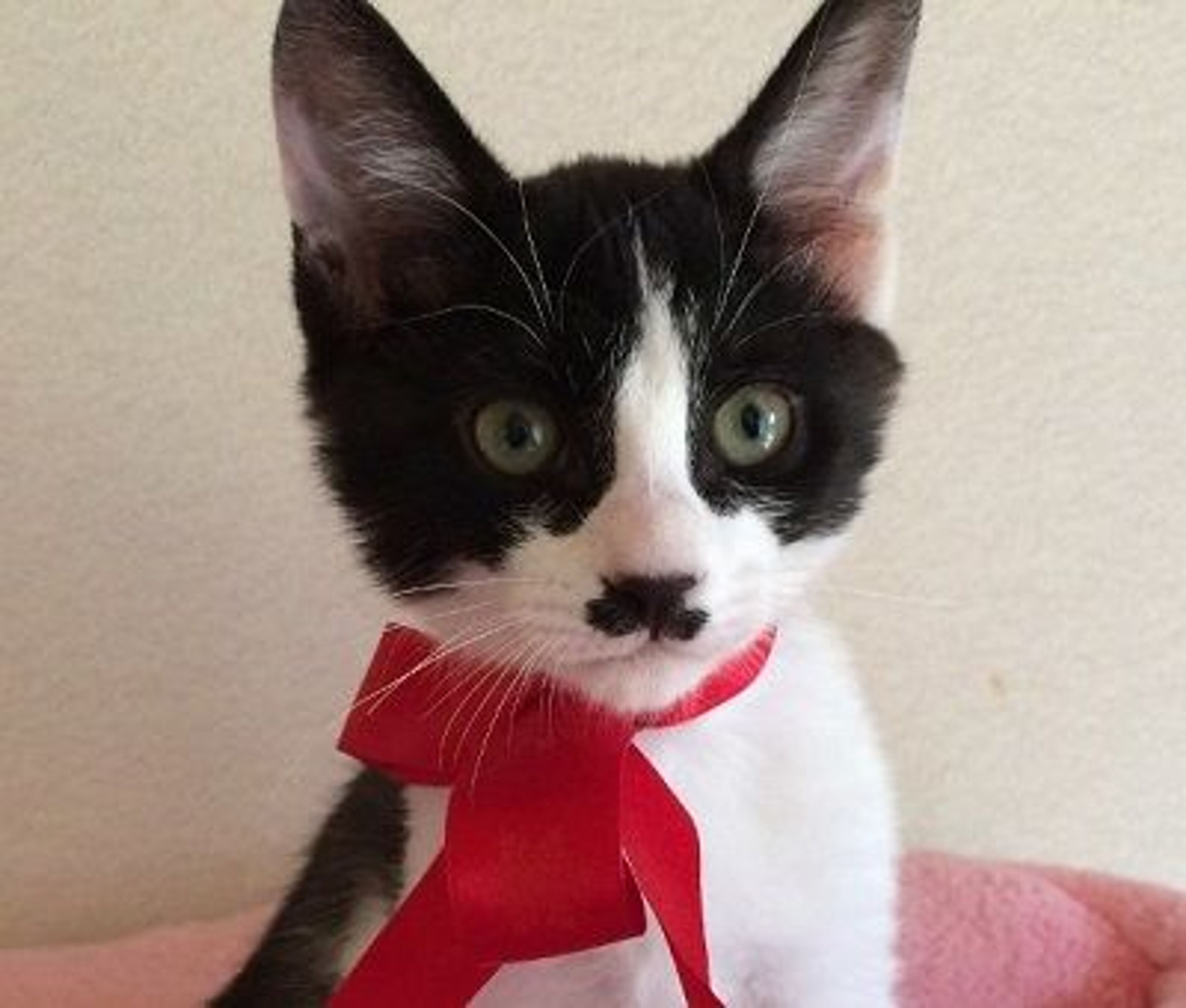 雑種（ミックス猫）・オスの里親募集の写真