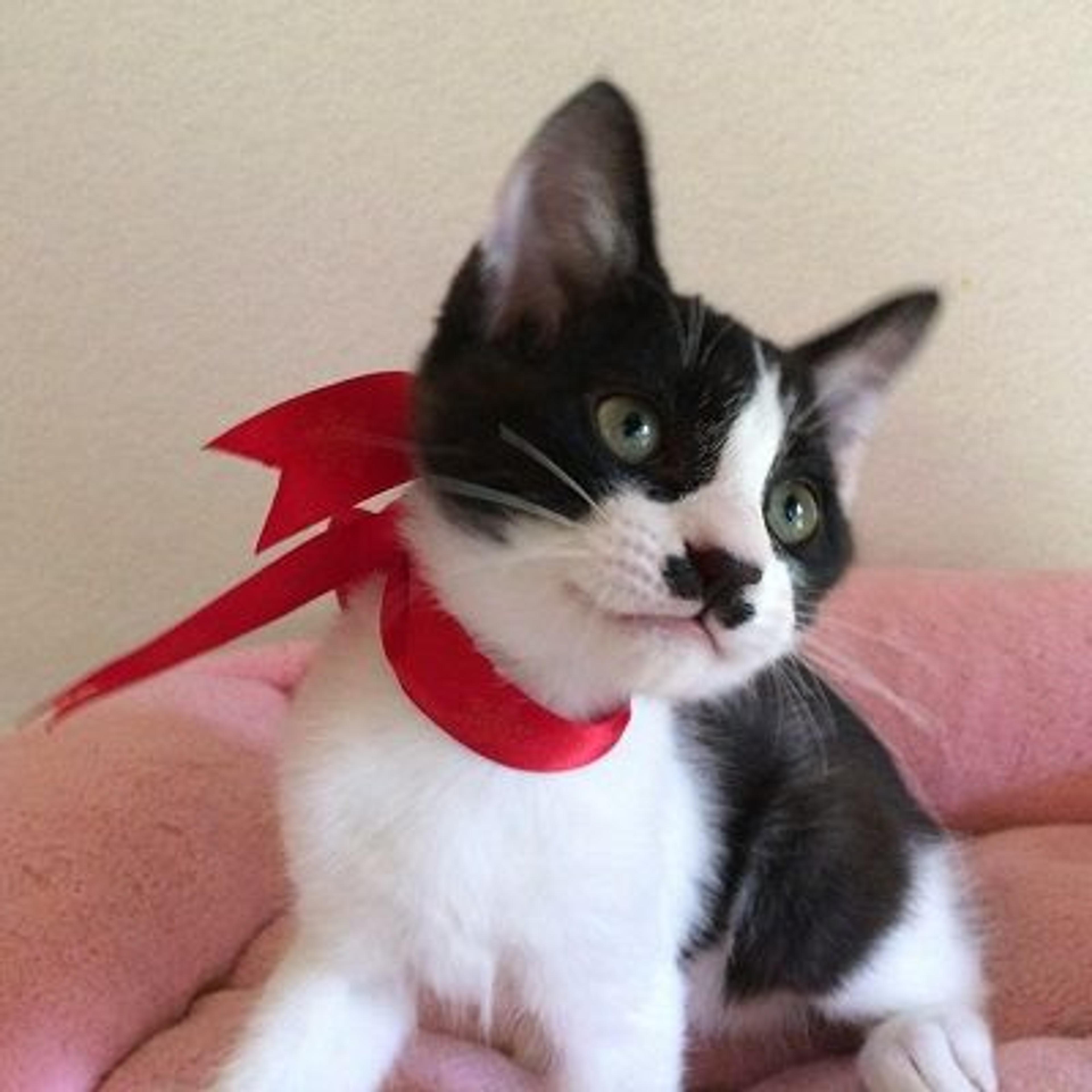 pet-image-2