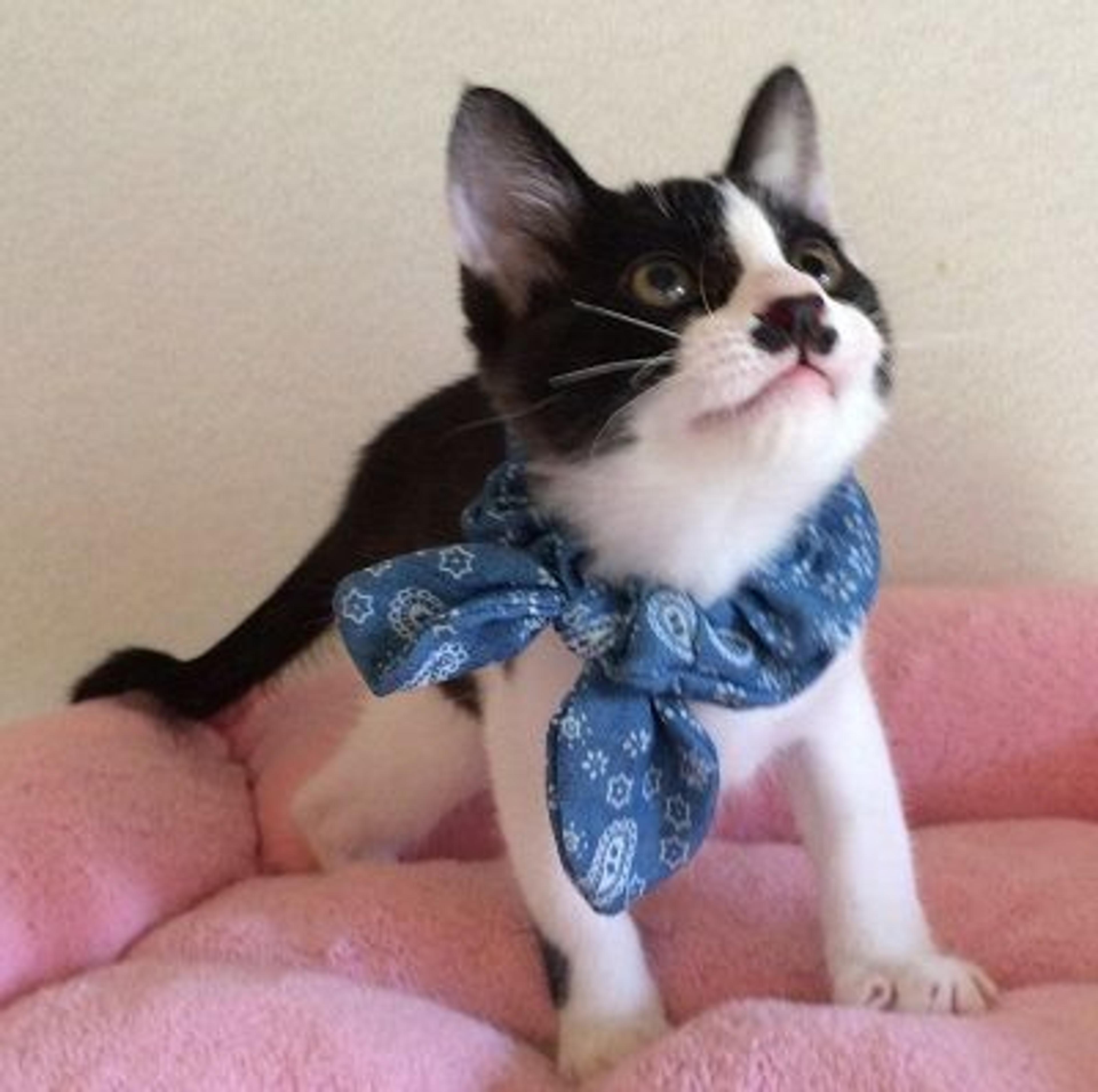 pet-image-3