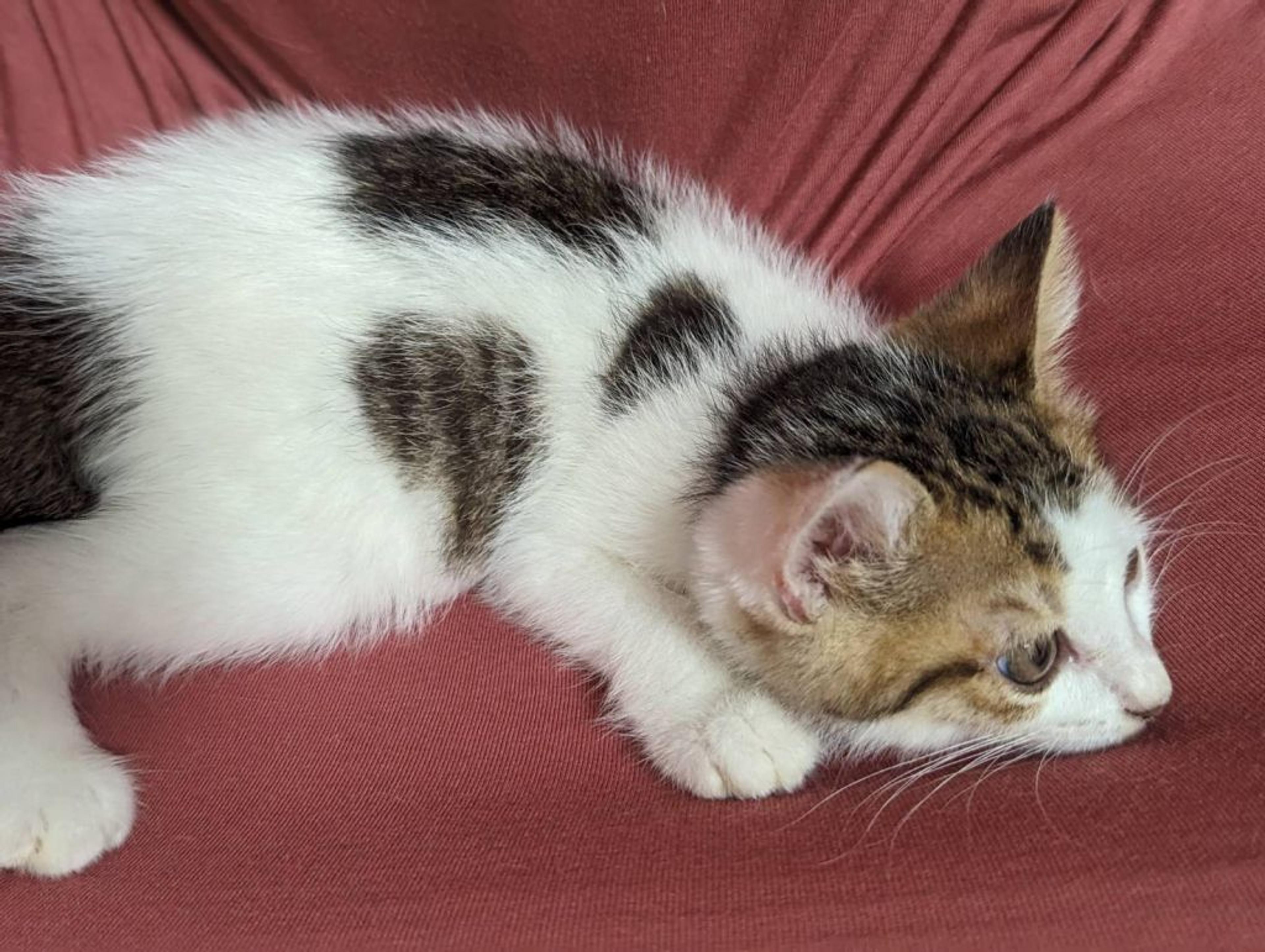 pet-image-3