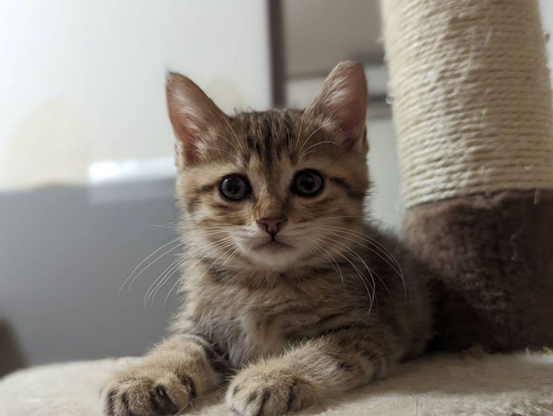 雑種（ミックス猫）・メスの里親募集の写真