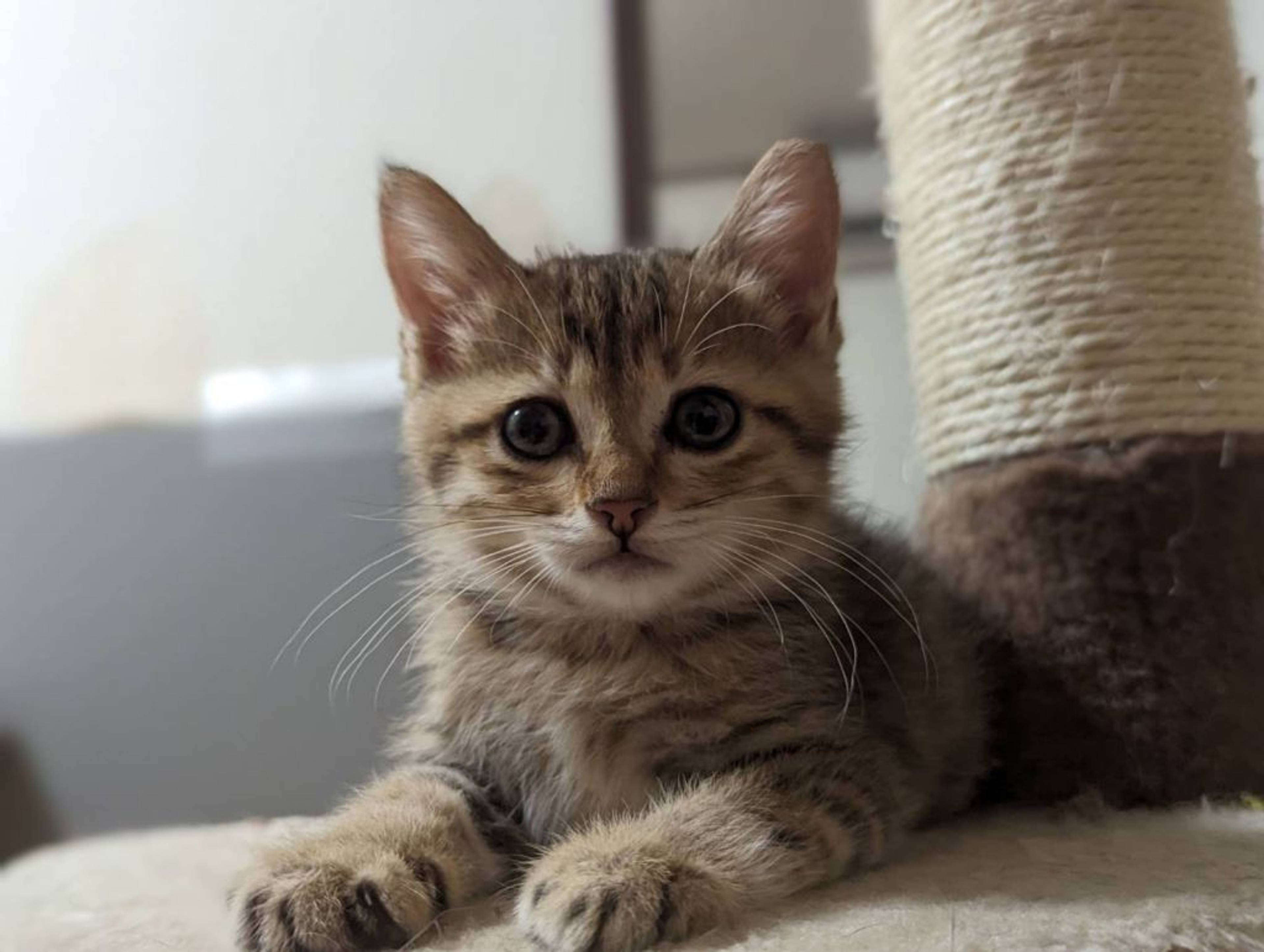 雑種（ミックス猫）・メスの里親募集の写真