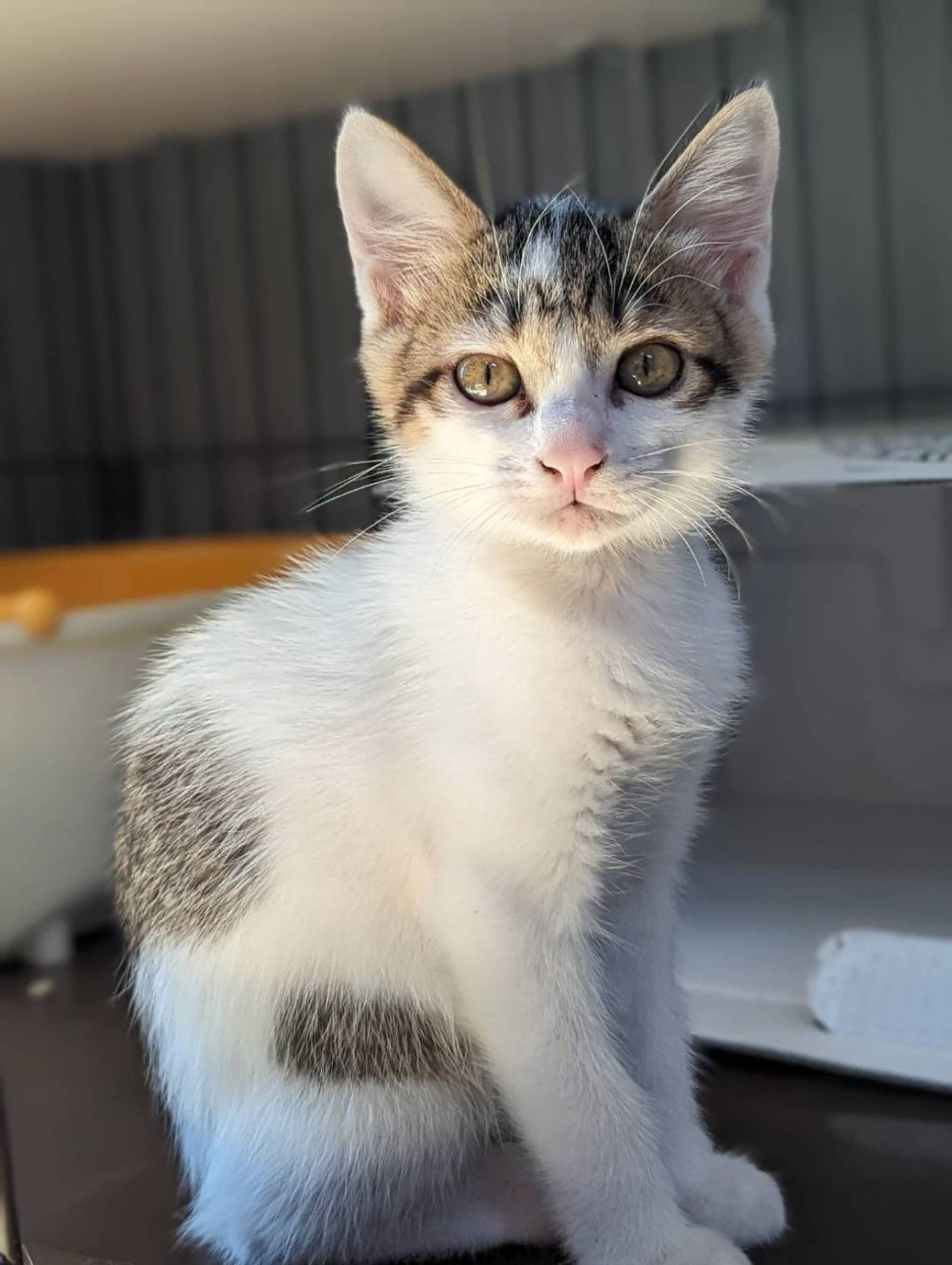 雑種（ミックス猫）・オスの里親募集の写真