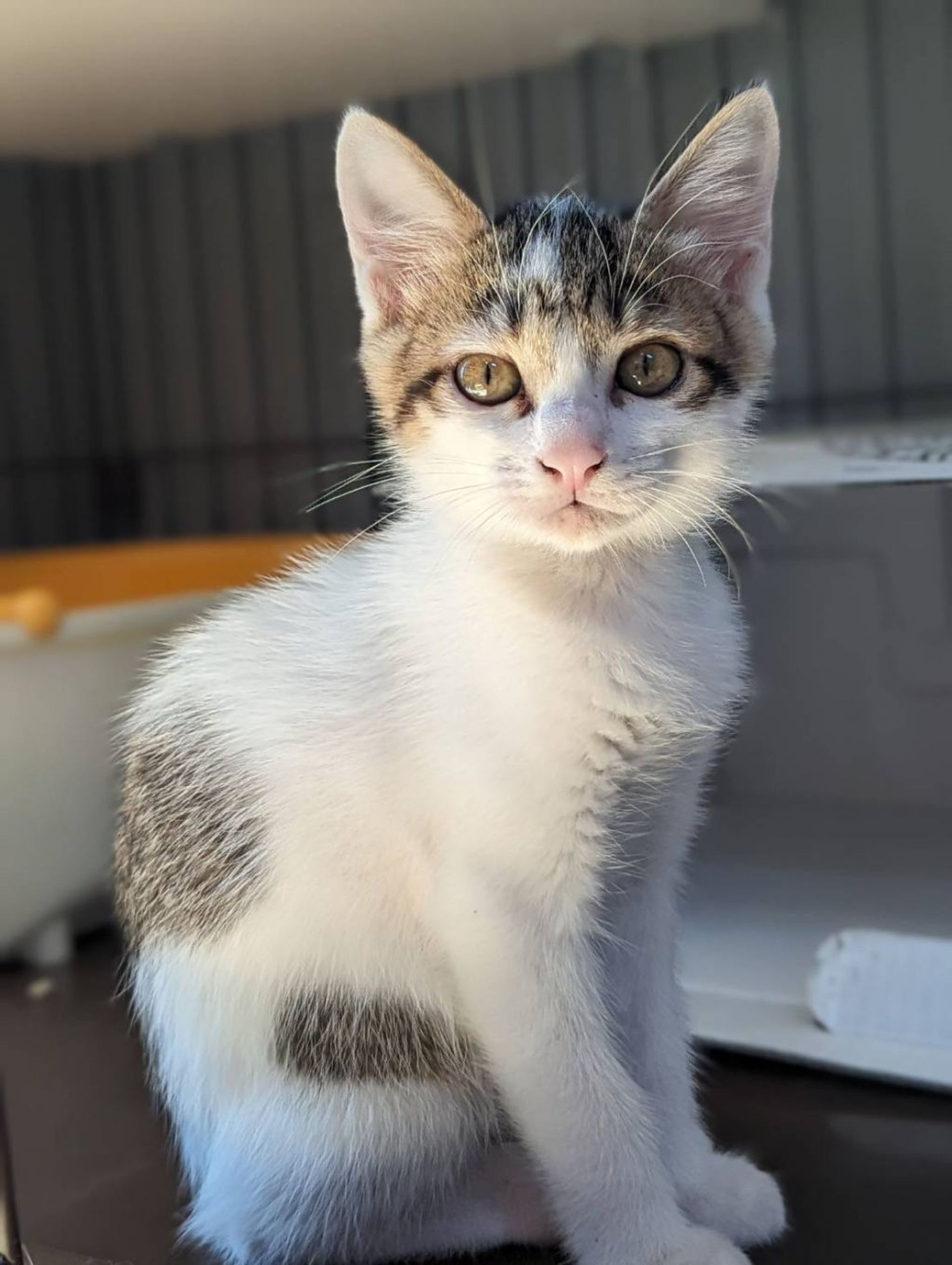 雑種（ミックス猫）・オスの里親募集の写真