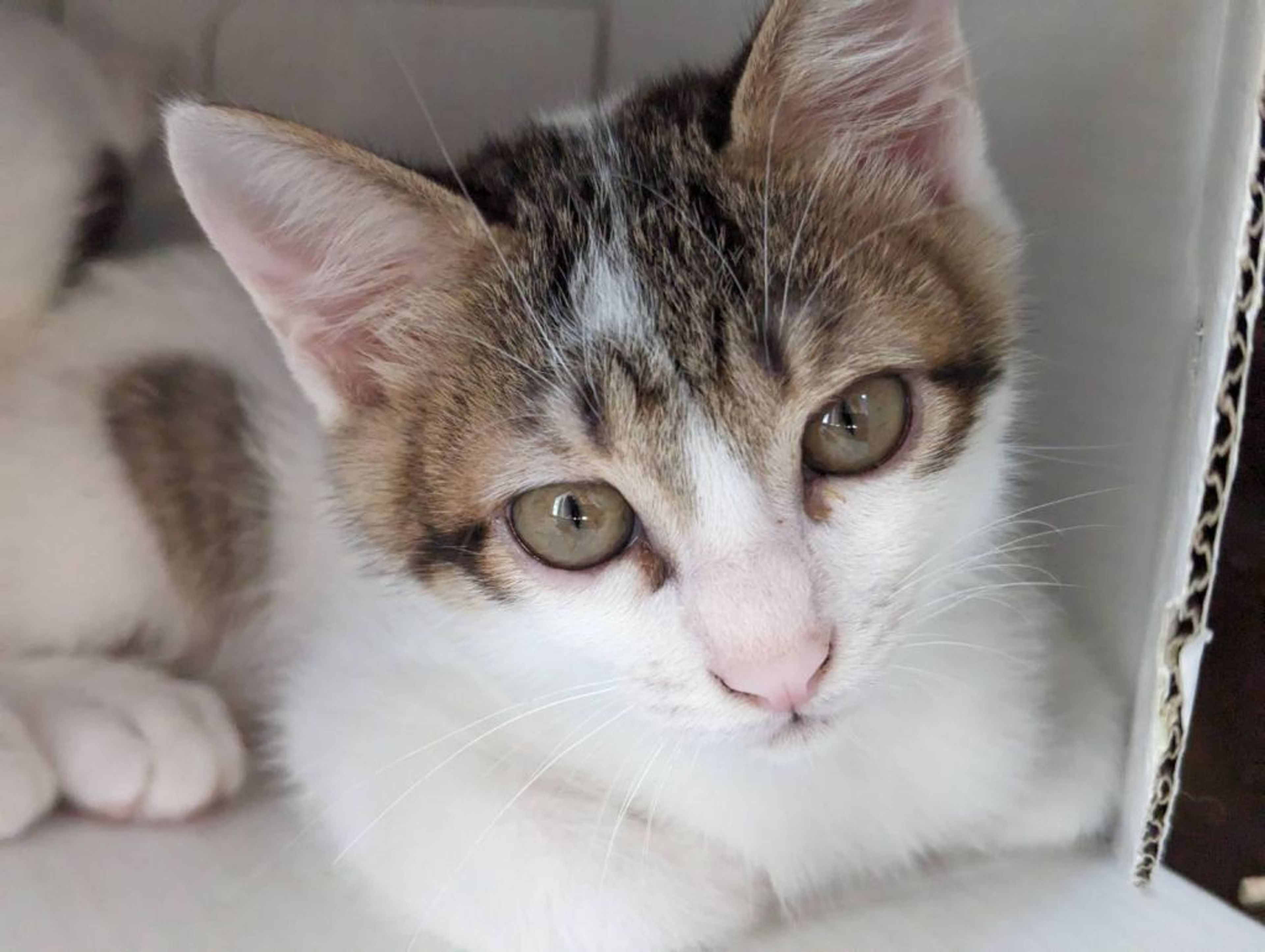 pet-image-2
