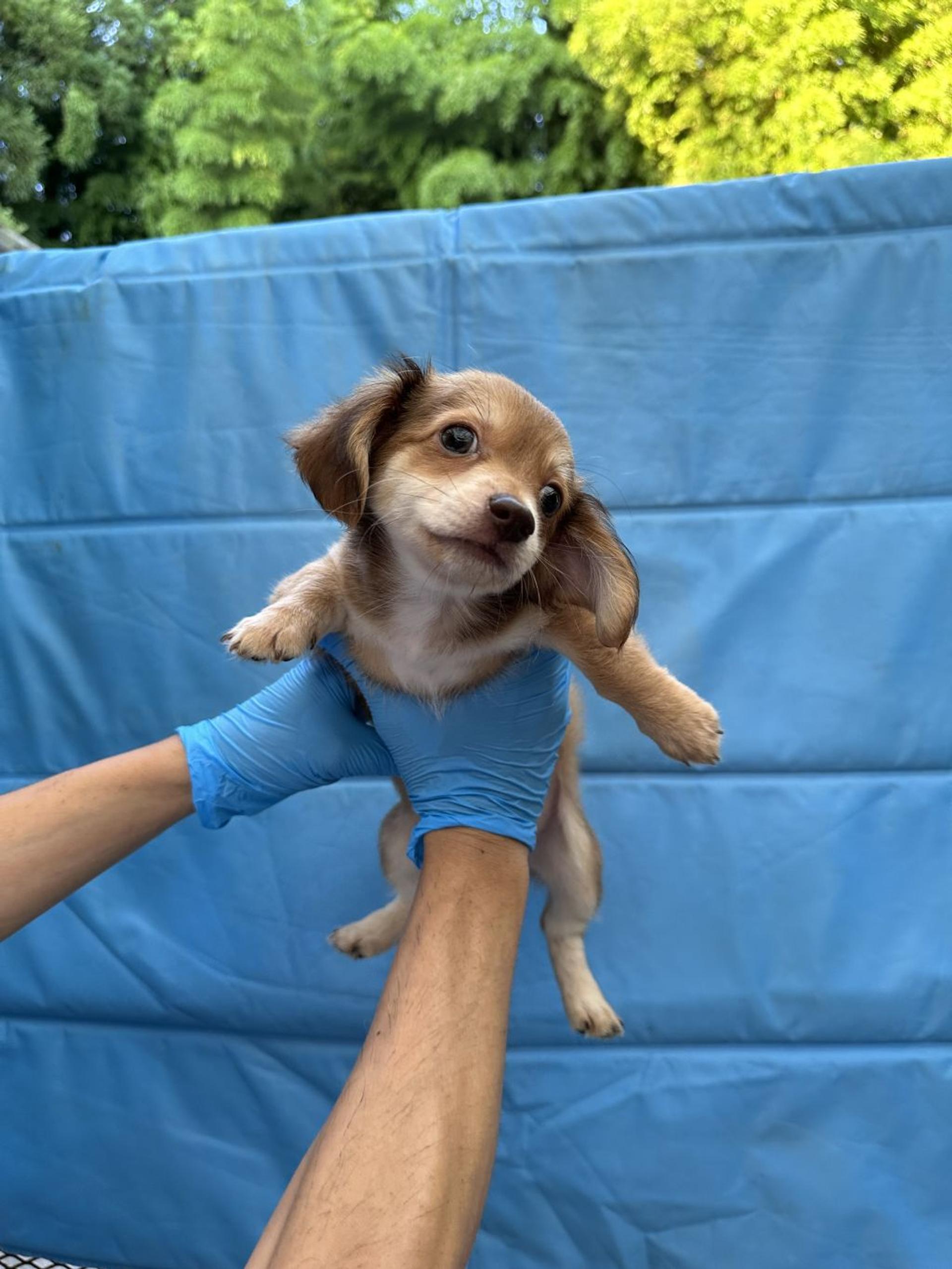 pet-image-5