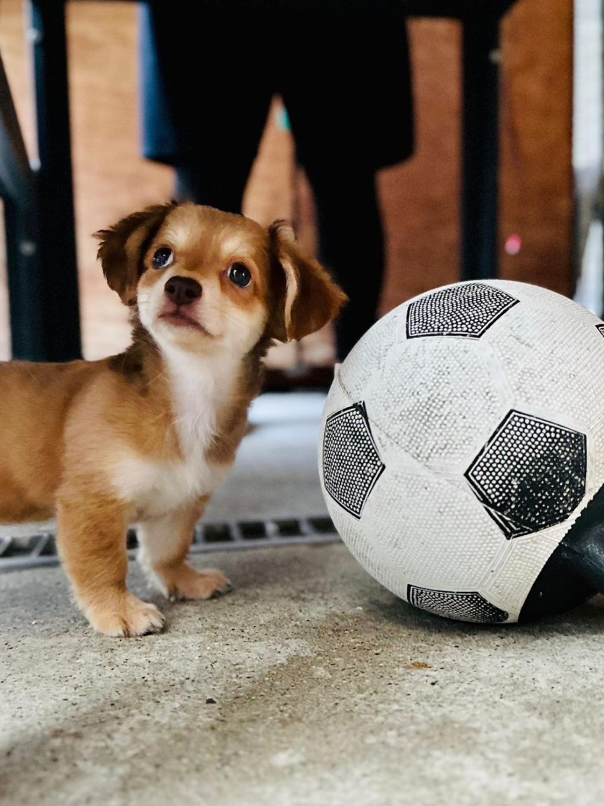 pet-image-2