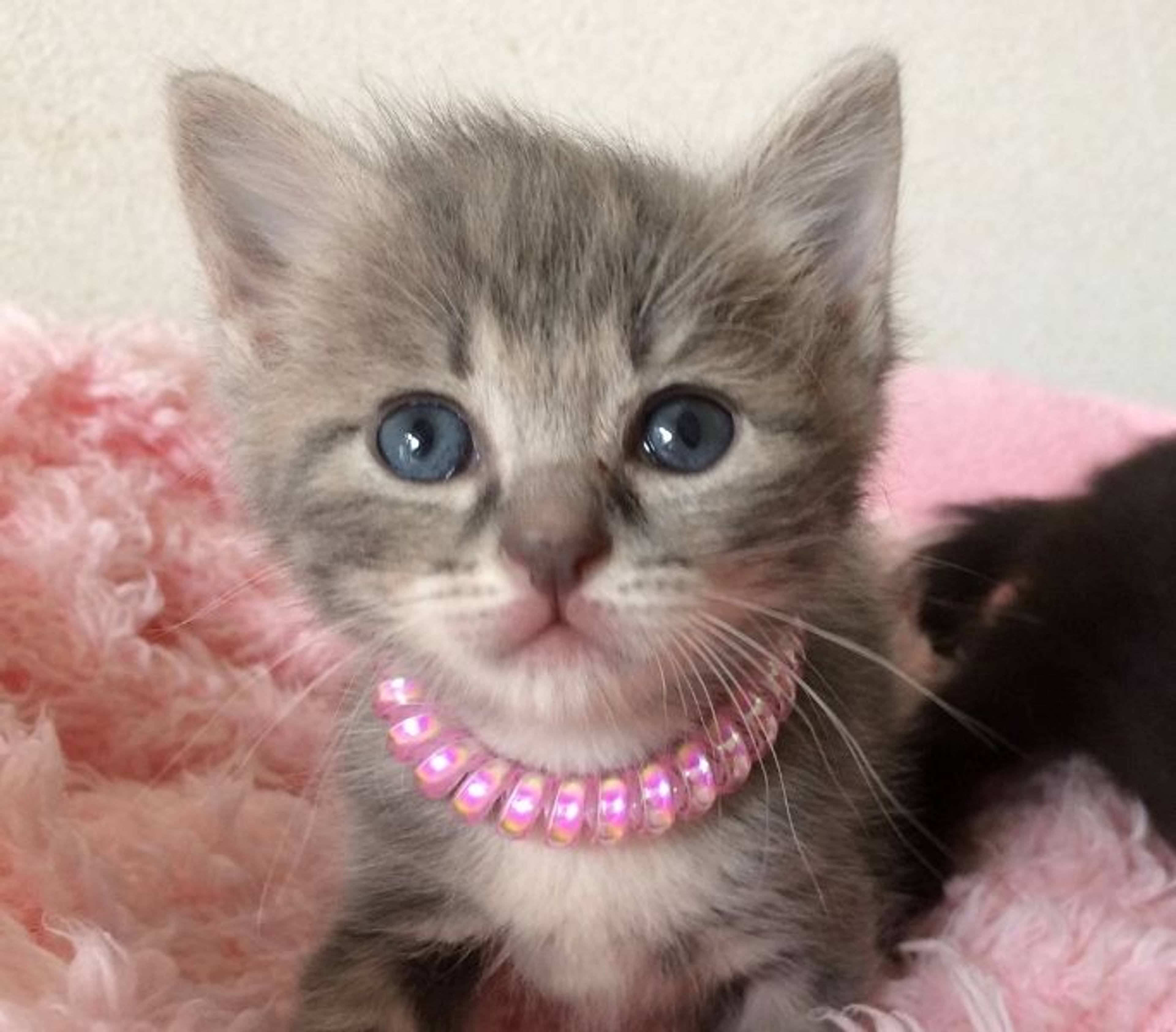 雑種（ミックス猫）・メスの里親募集の写真