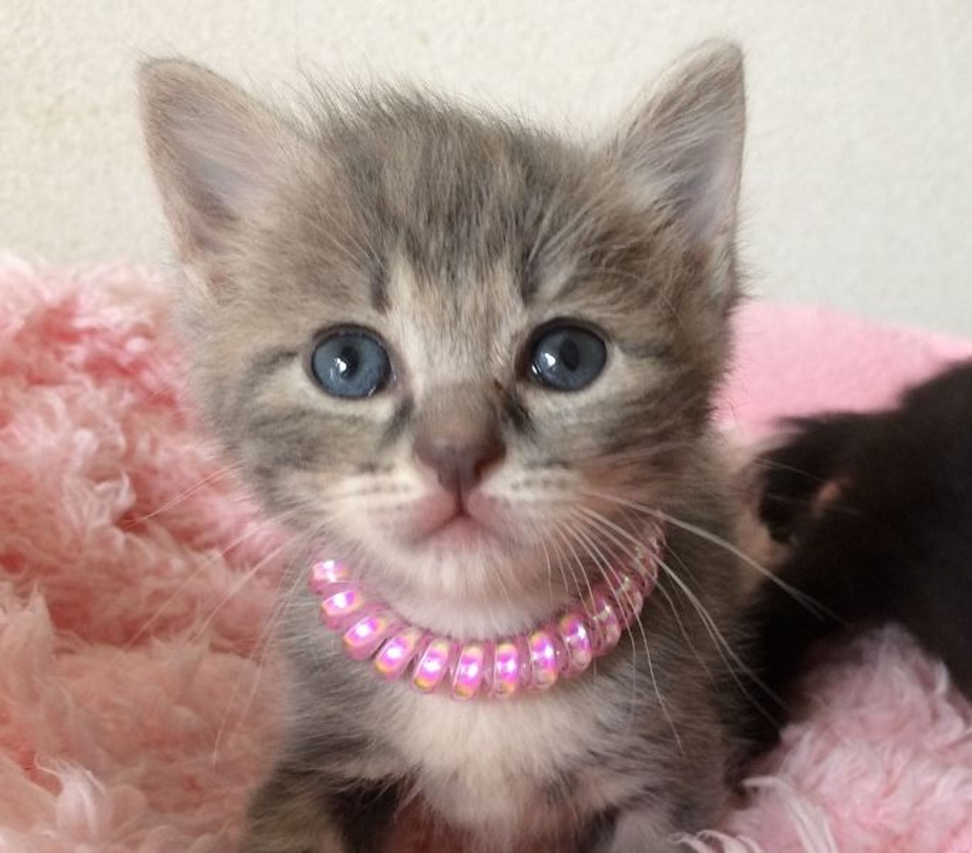 雑種（ミックス猫）・メスの里親募集の写真