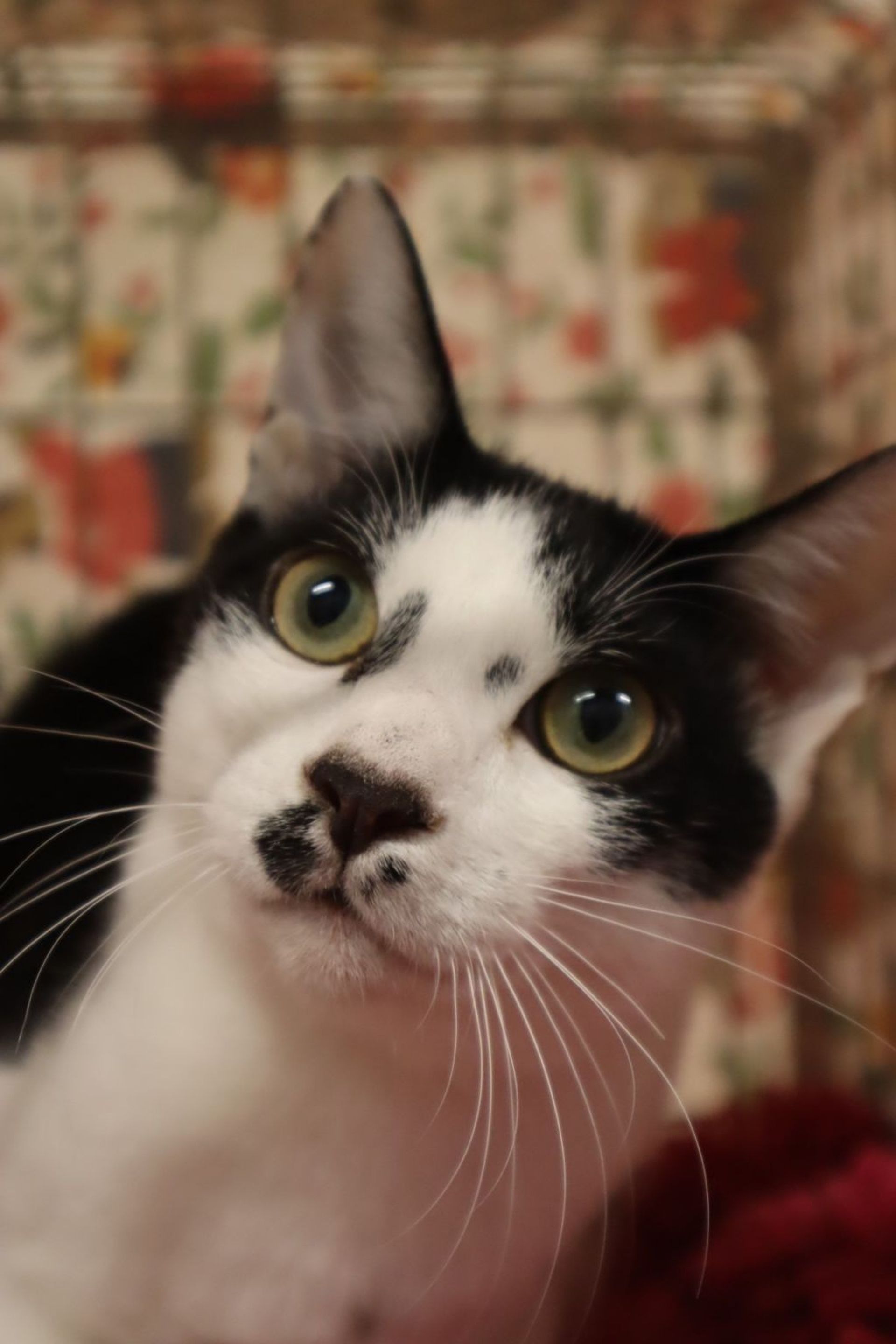 雑種（ミックス猫）・オスの里親募集の写真