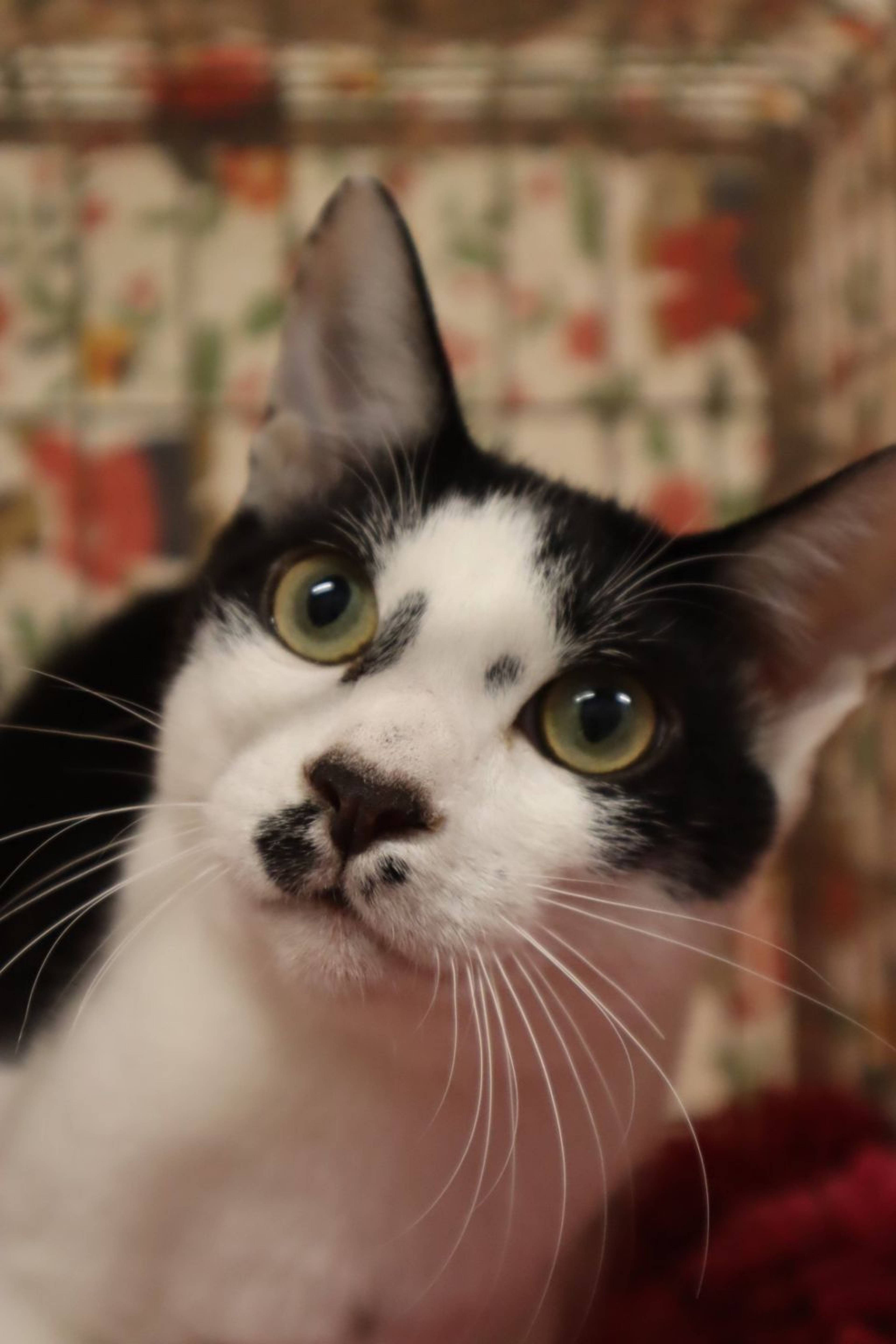 雑種（ミックス猫）・オスの里親募集の写真