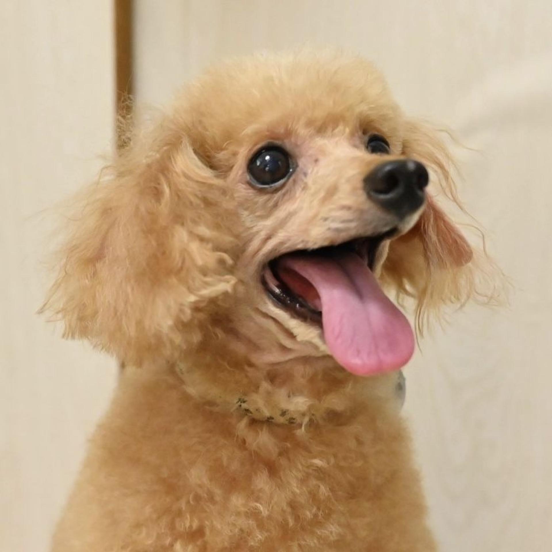 pet-image-4