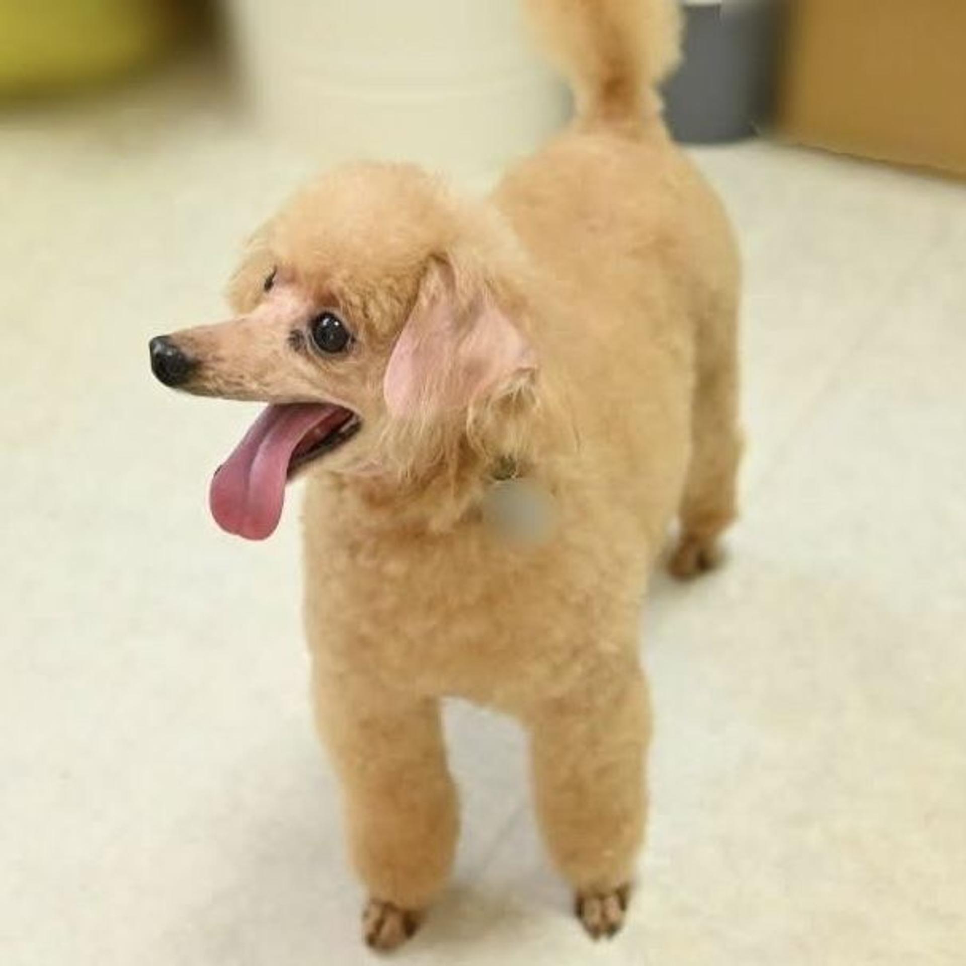 pet-image-2