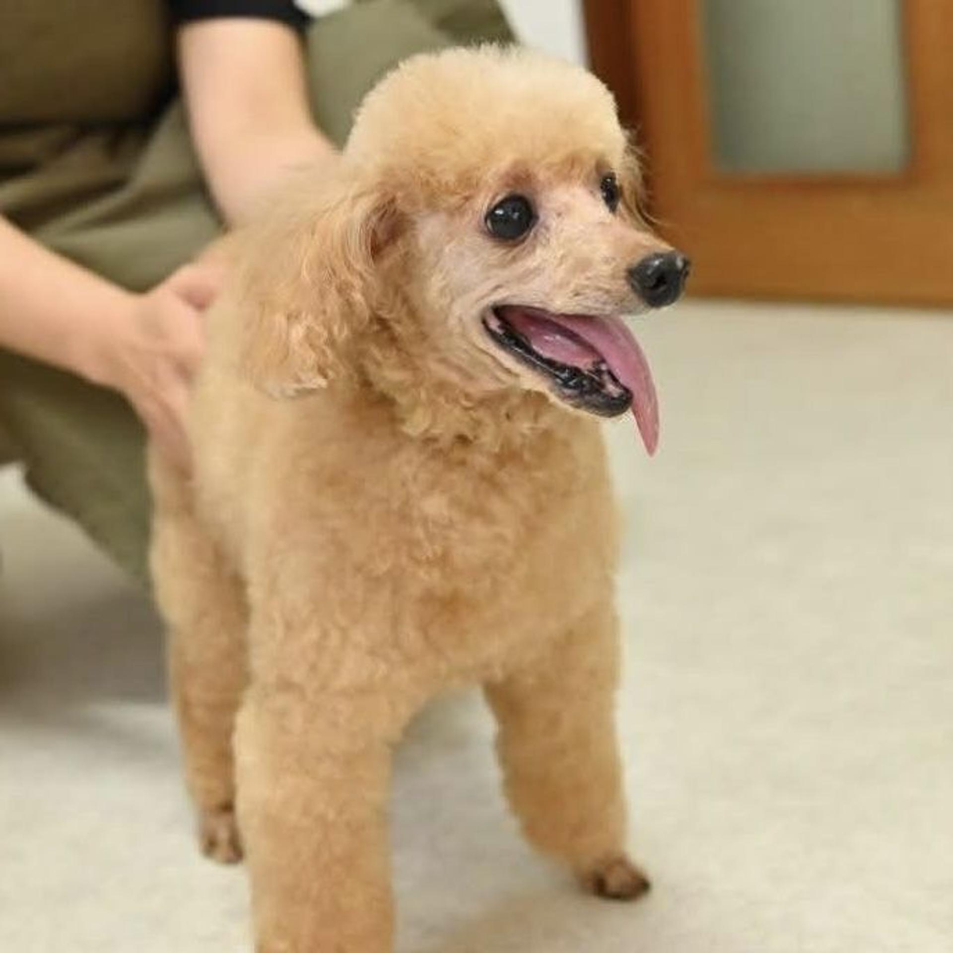 pet-image-5