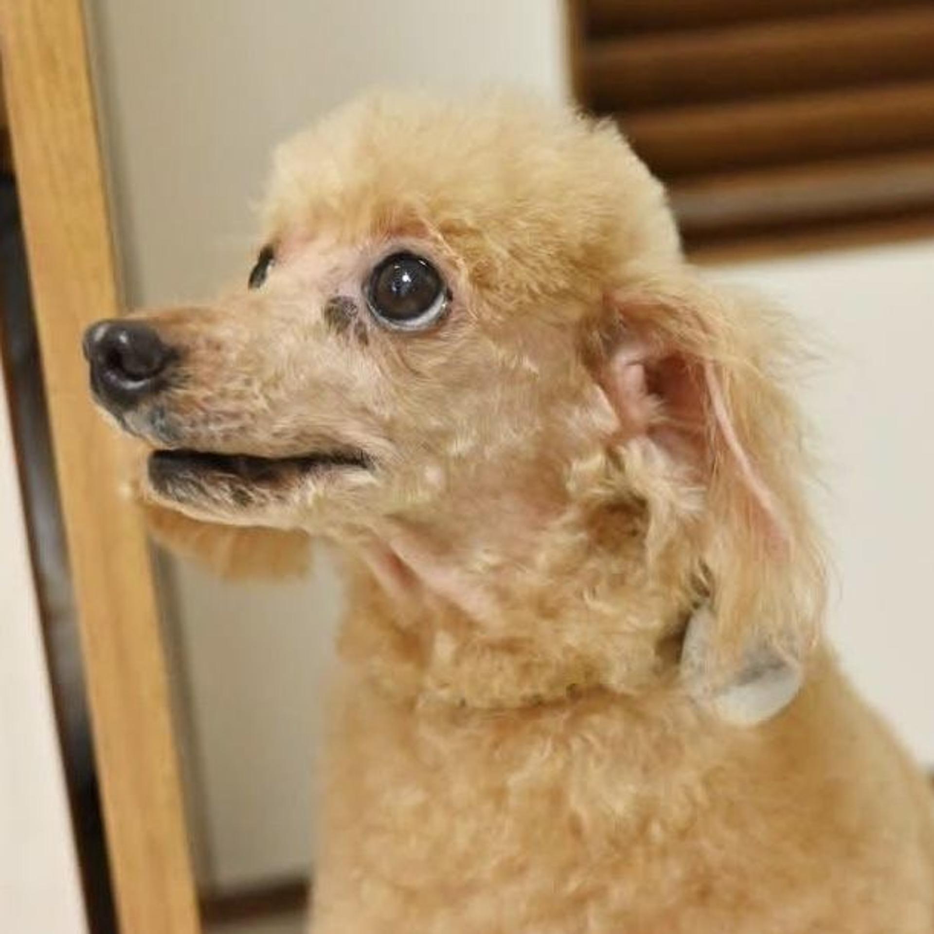 pet-image-7