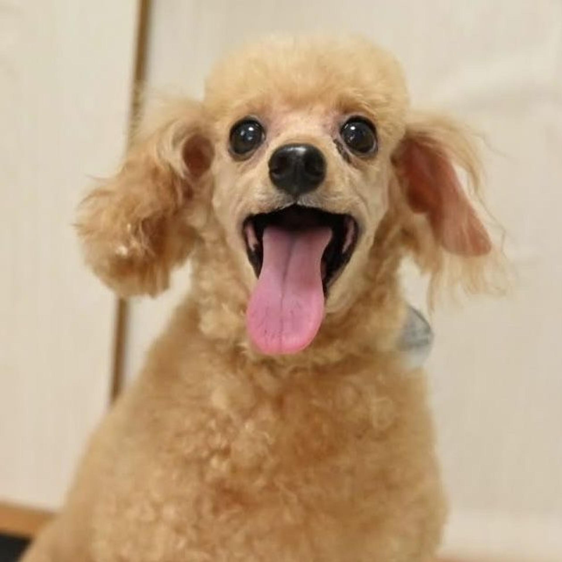 pet-image-10