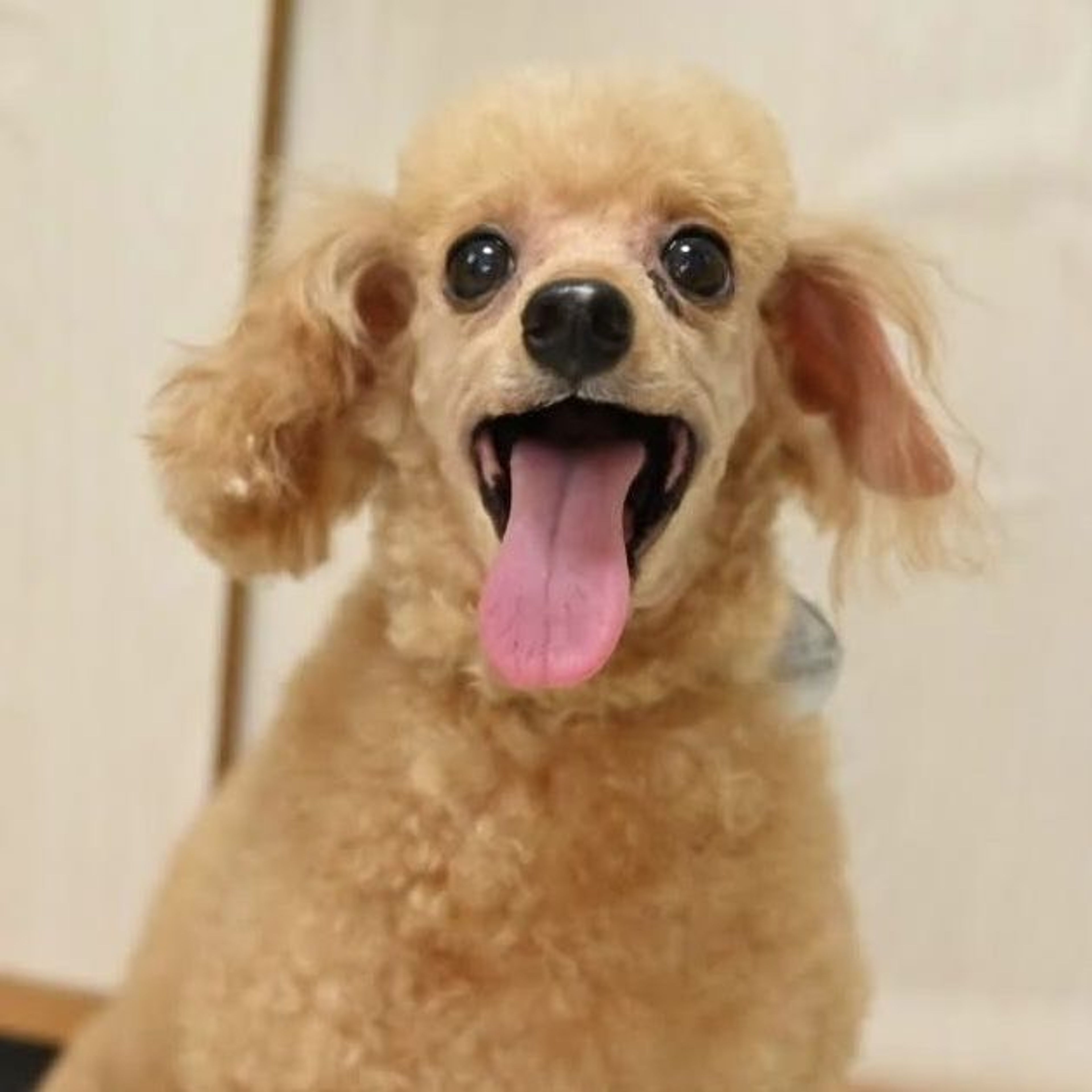 pet-image-10