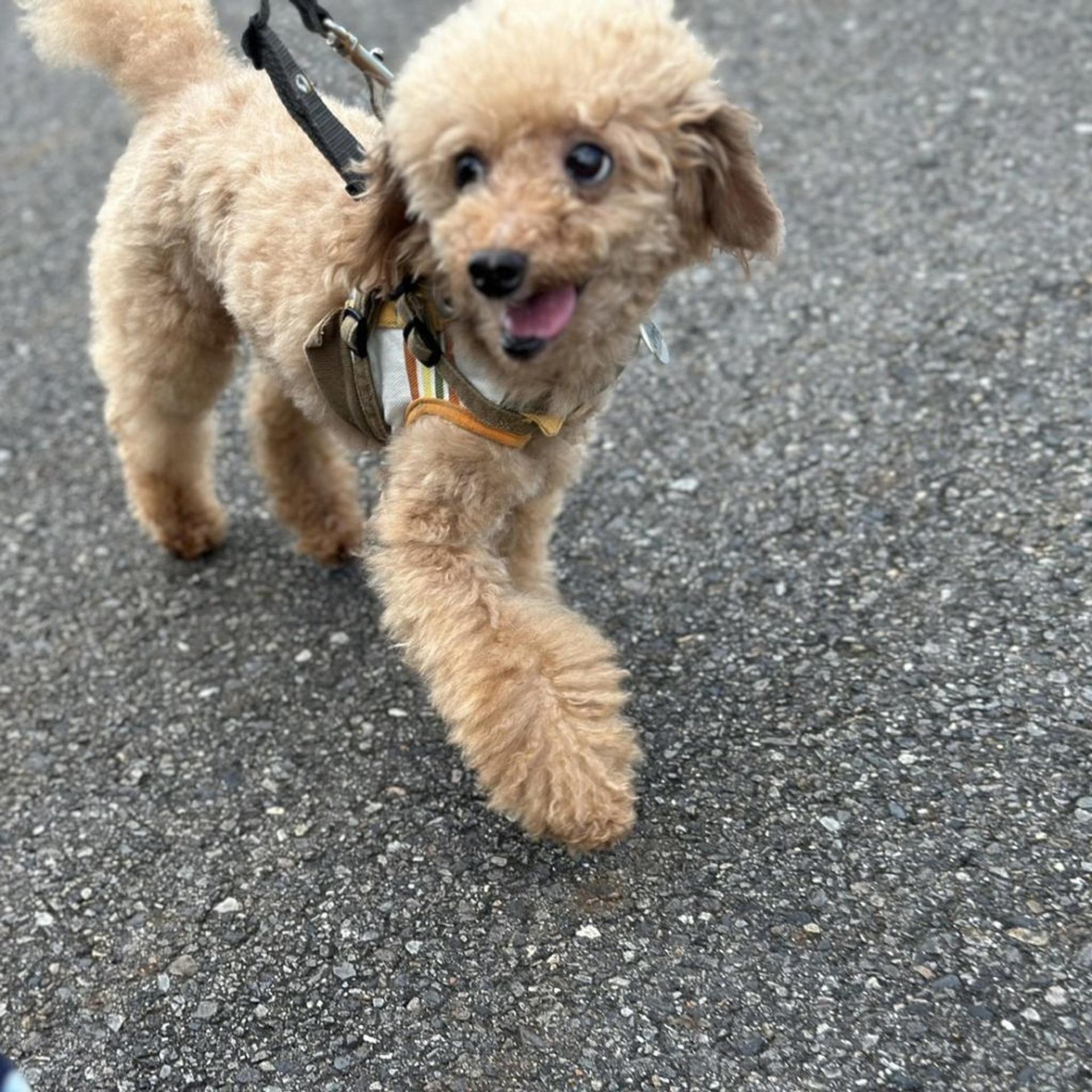 pet-image-6