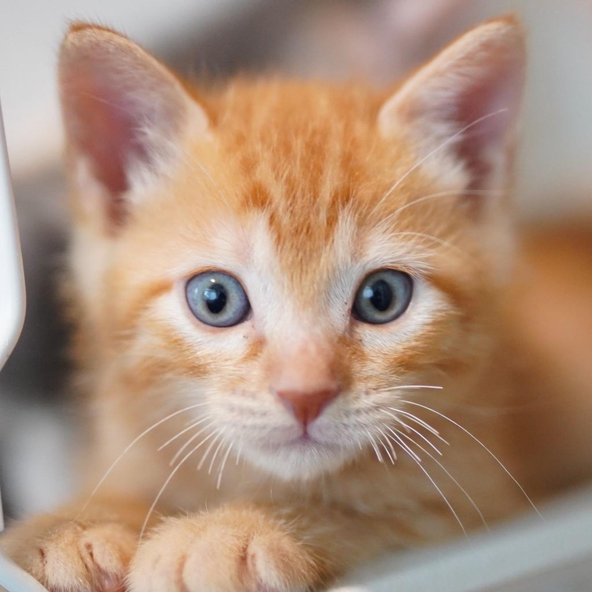 pet-image-4