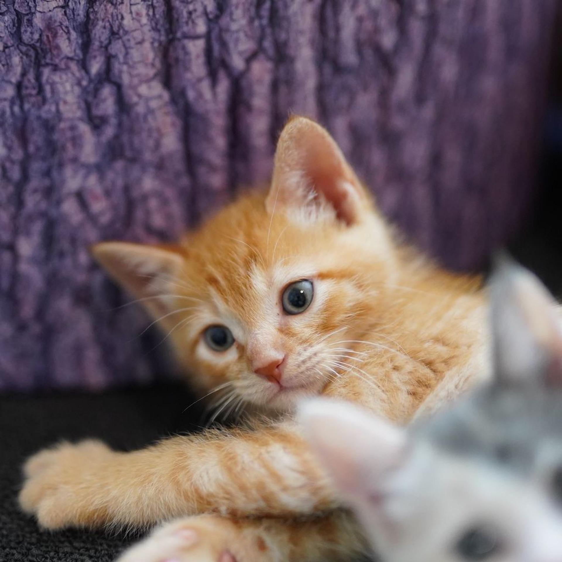 pet-image-7