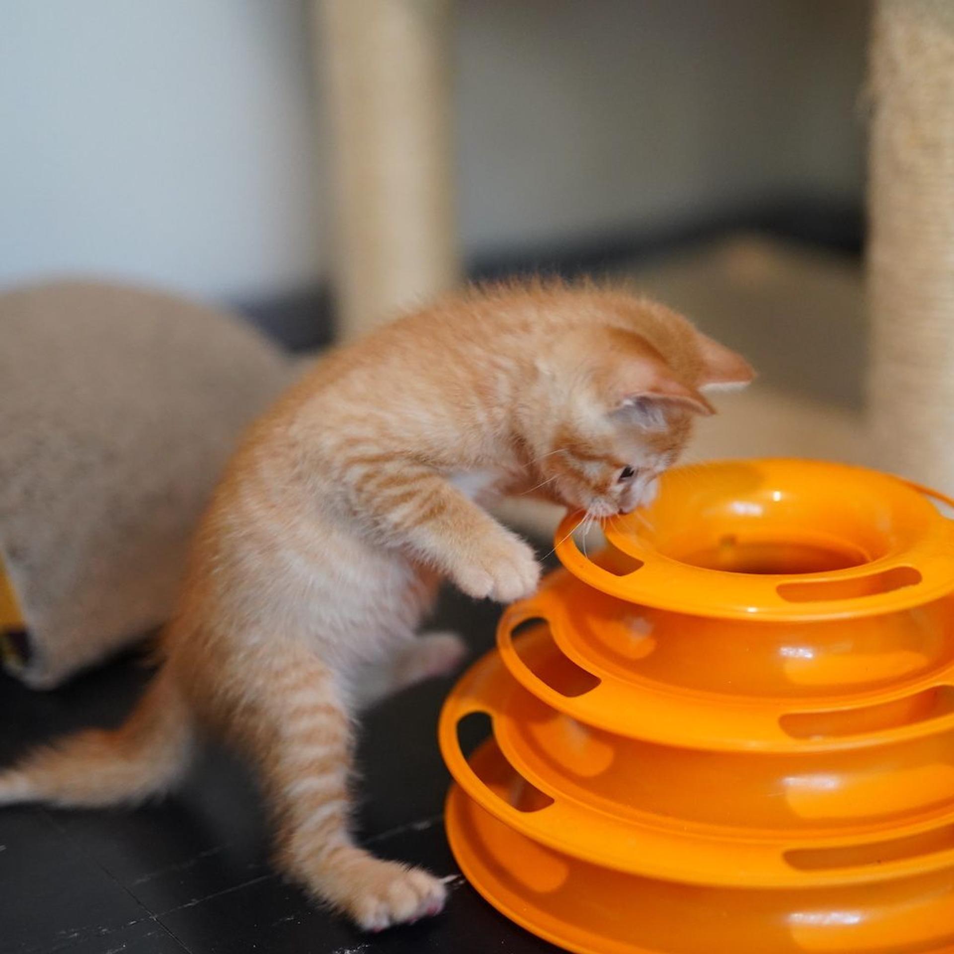 pet-image-8
